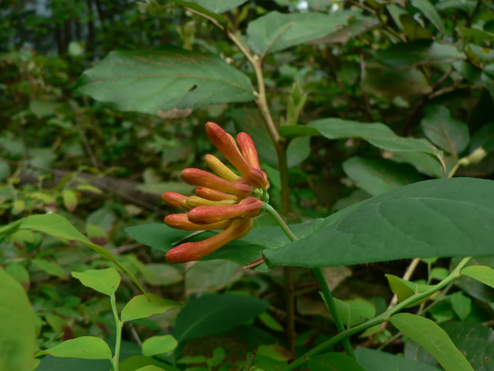 Orange Honeysuckle (Lonicera Ciliosa) — the Orange Honeysuckle blooms profusely from late spring to early summer