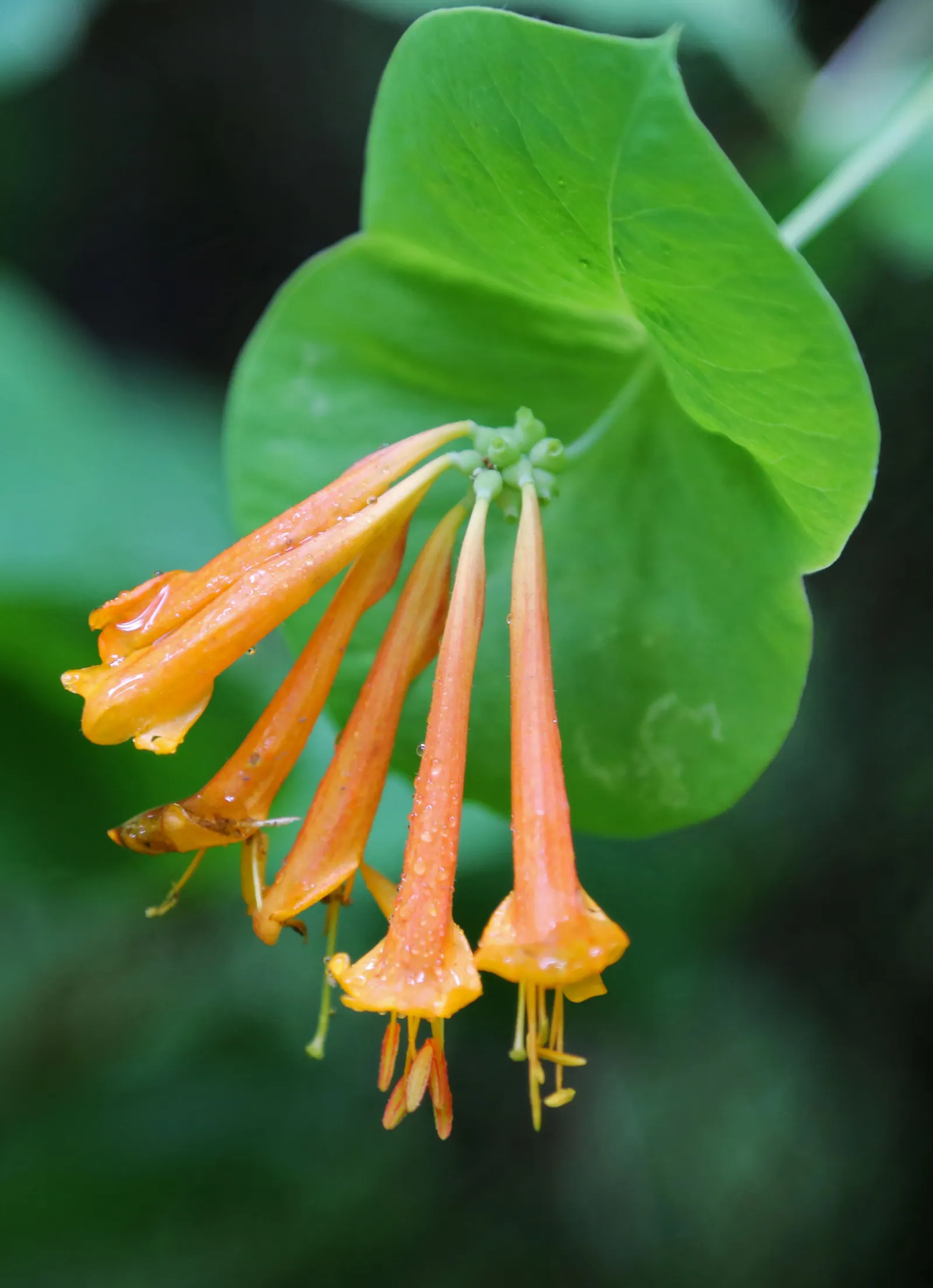 Orange Honeysuckle (Lonicera Ciliosa) — offers a vibrant burst of color and fragrance