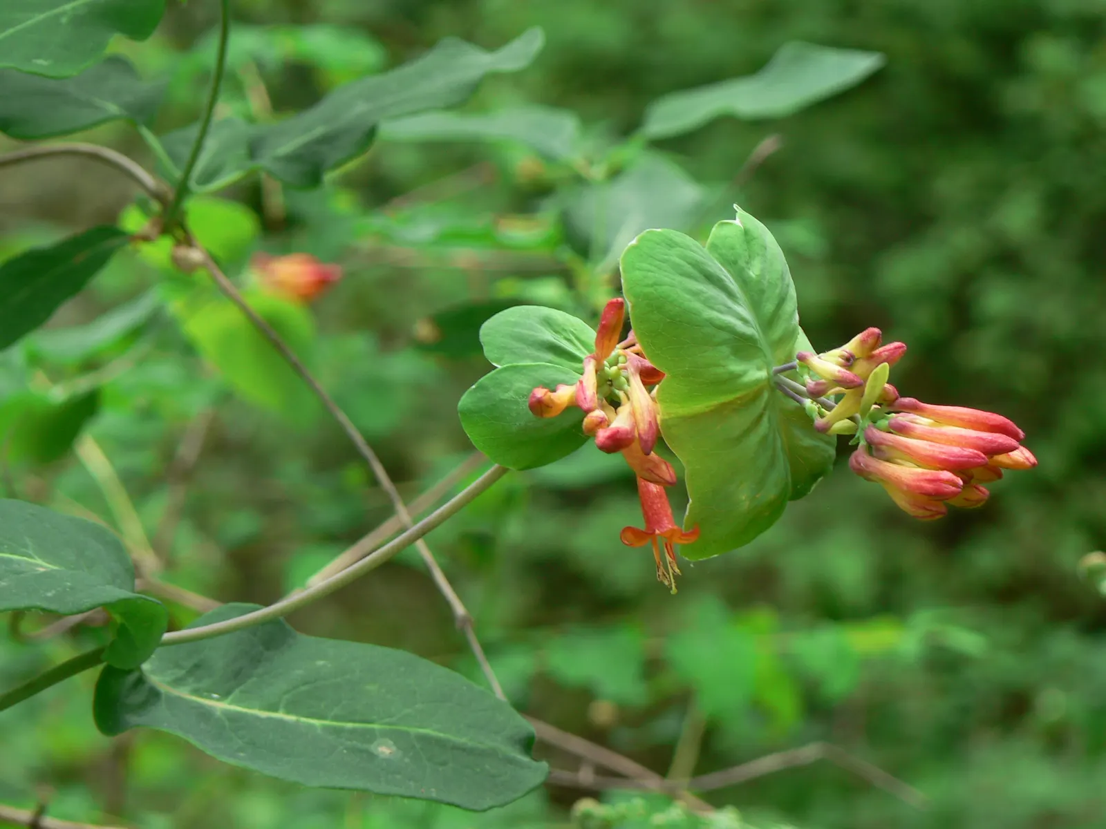 Orange Honeysuckle (Lonicera Ciliosa) — although once established