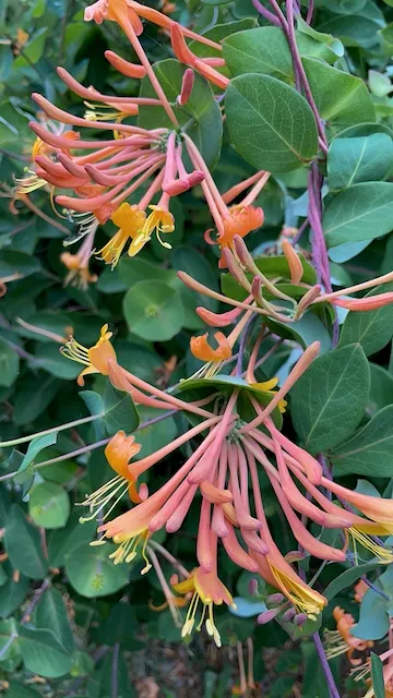 Orange Honeysuckle (Lonicera Ciliosa) — offers a vibrant burst of color and fragrance; it flaunts trumpet-shaped orange blossoms