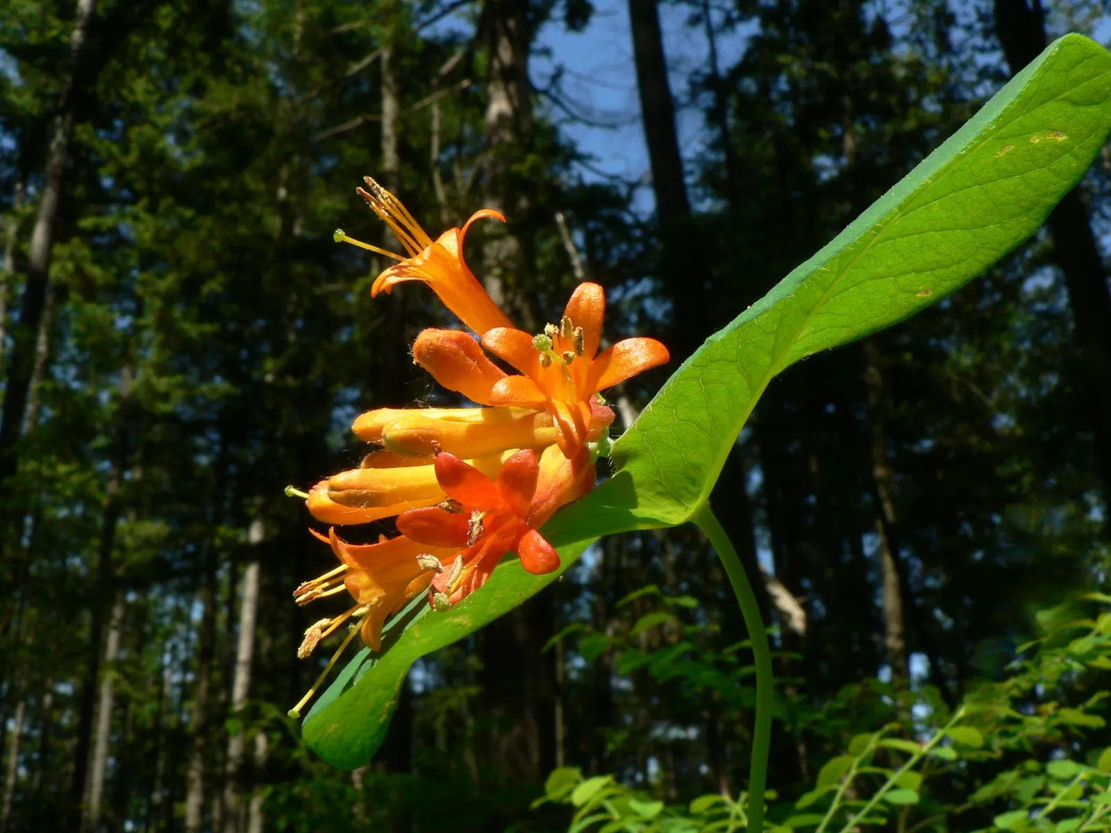 Orange Honeysuckle (Lonicera Ciliosa) — This should be done after flowering to avoid removing the current season's blooms