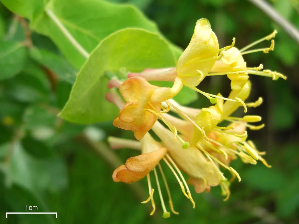 Orange Honeysuckle (Lonicera Ciliosa) — multi-colored and orange and yellow flowers in the garden