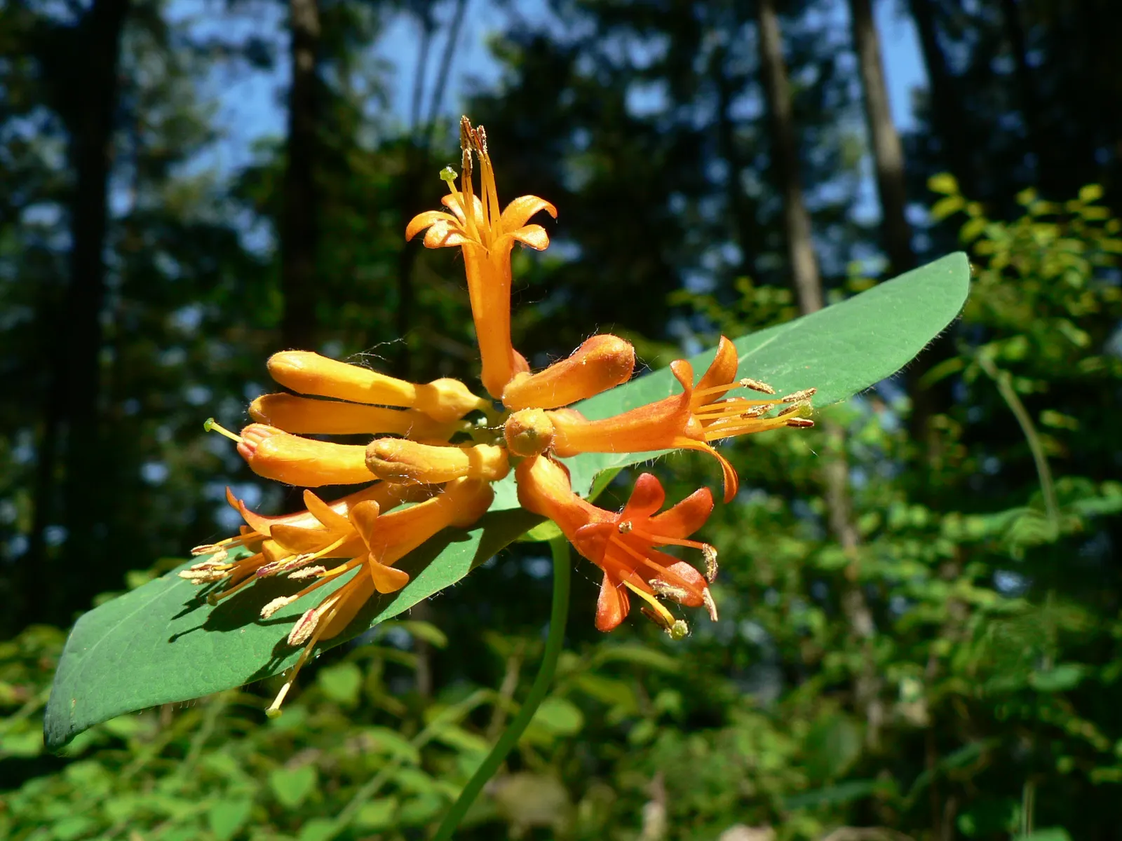 Orange Honeysuckle (Lonicera Ciliosa) — It flaunts trumpet-shaped orange blossoms; this perennial vine is native to the Western United States and thrives in