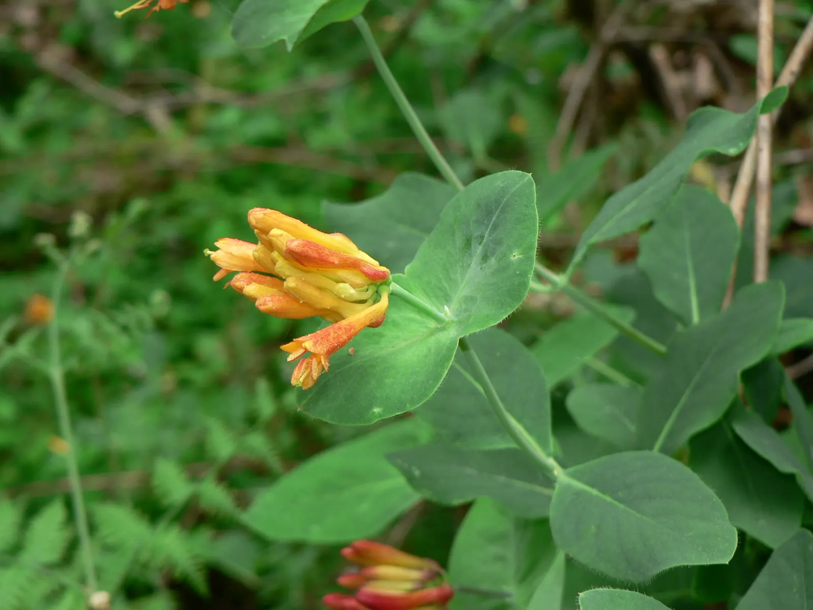 Orange Honeysuckle (Lonicera Ciliosa) — attracting hummingbirds and butterflies