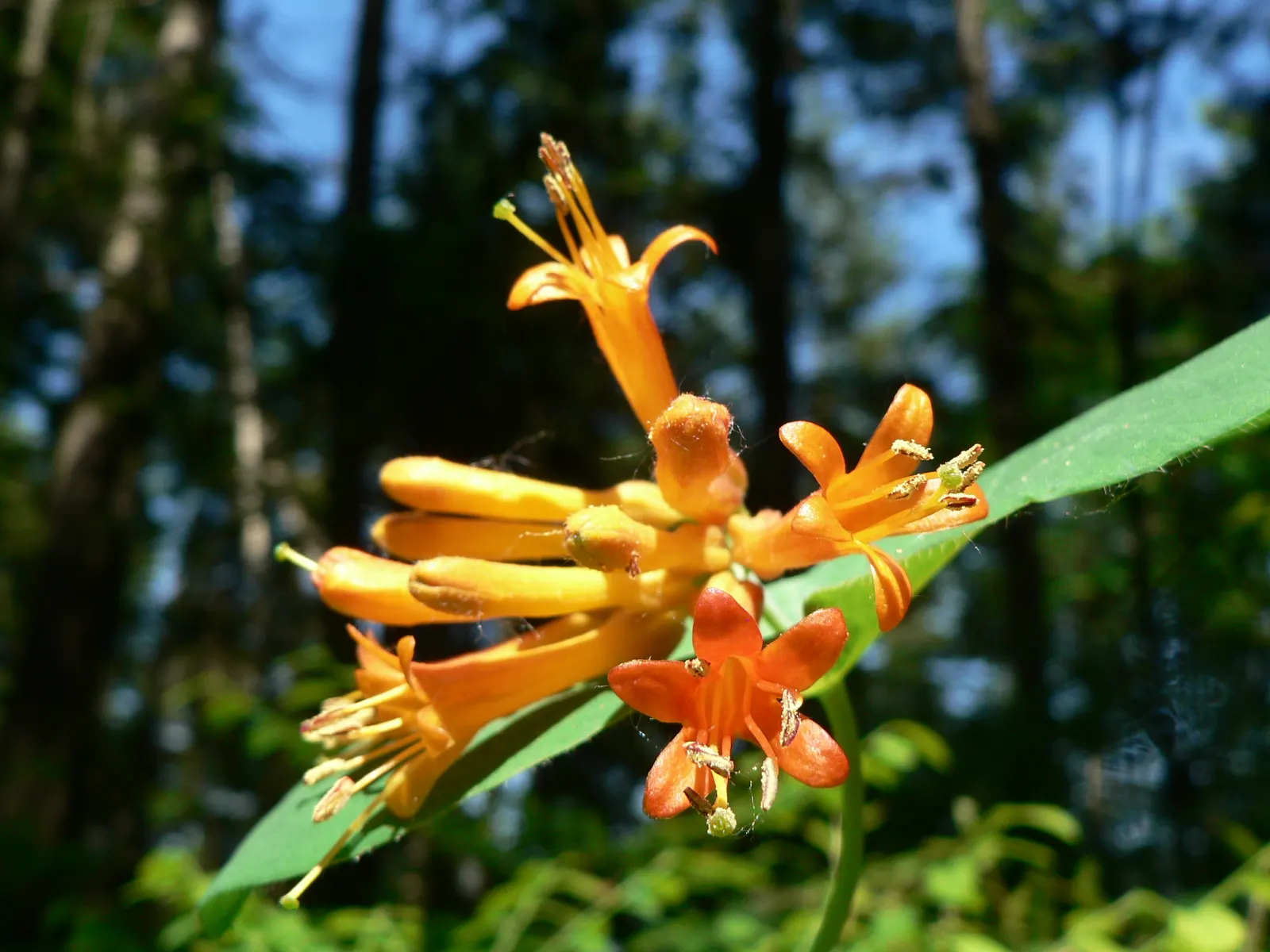 Orange Honeysuckle (Lonicera Ciliosa) — It can reach an impressive length of up to 20 feet when provided with a sturdy structure to climb