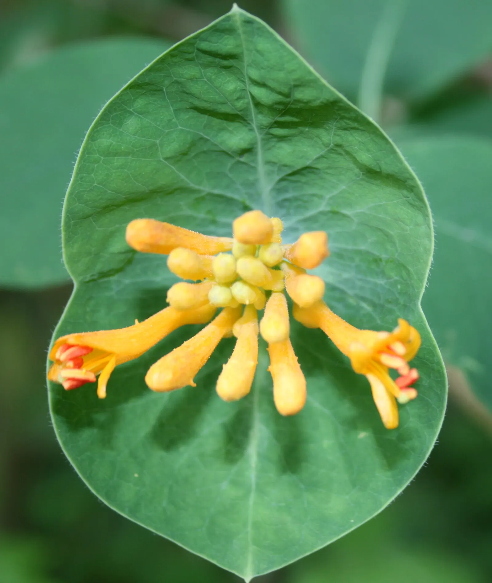 Orange Honeysuckle (Lonicera Ciliosa) — attracting hummingbirds and butterflies; this should be done after flowering to avoid removing the current season's