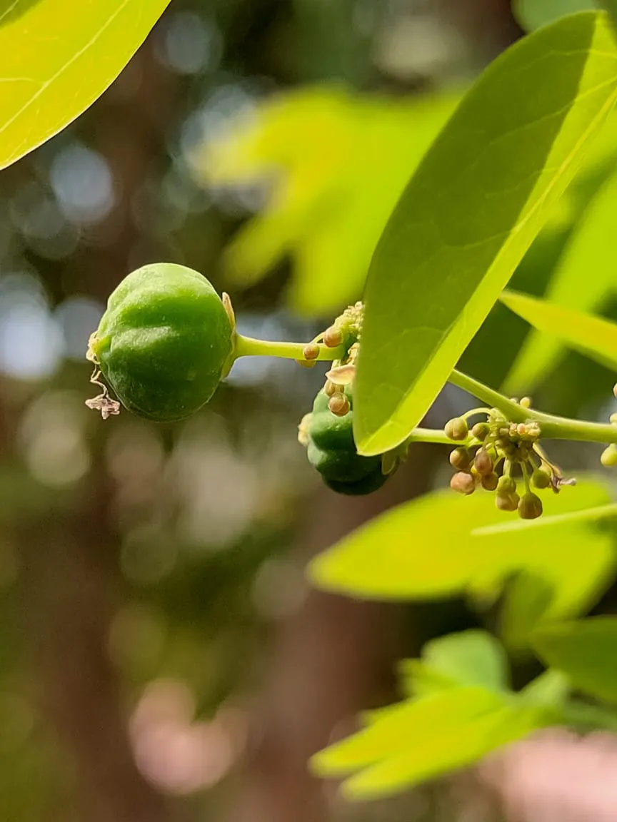Orange Honeysuckle (Lonicera Ciliosa) — Regular checks for pests and diseases will also keep the plant healthy and thriving in your garden
