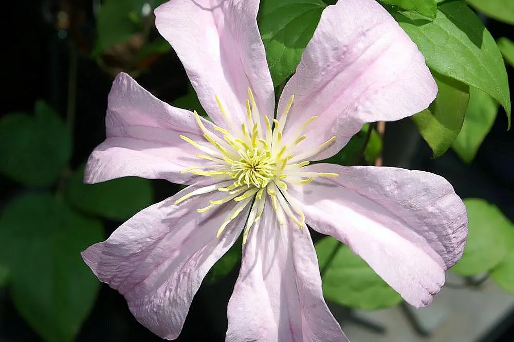 Comtesse De Bouchard Clematis (Clematis 'Comtesse De Bouchard') — deciduous climber with a prolific bloom from mid-summer to early fall
