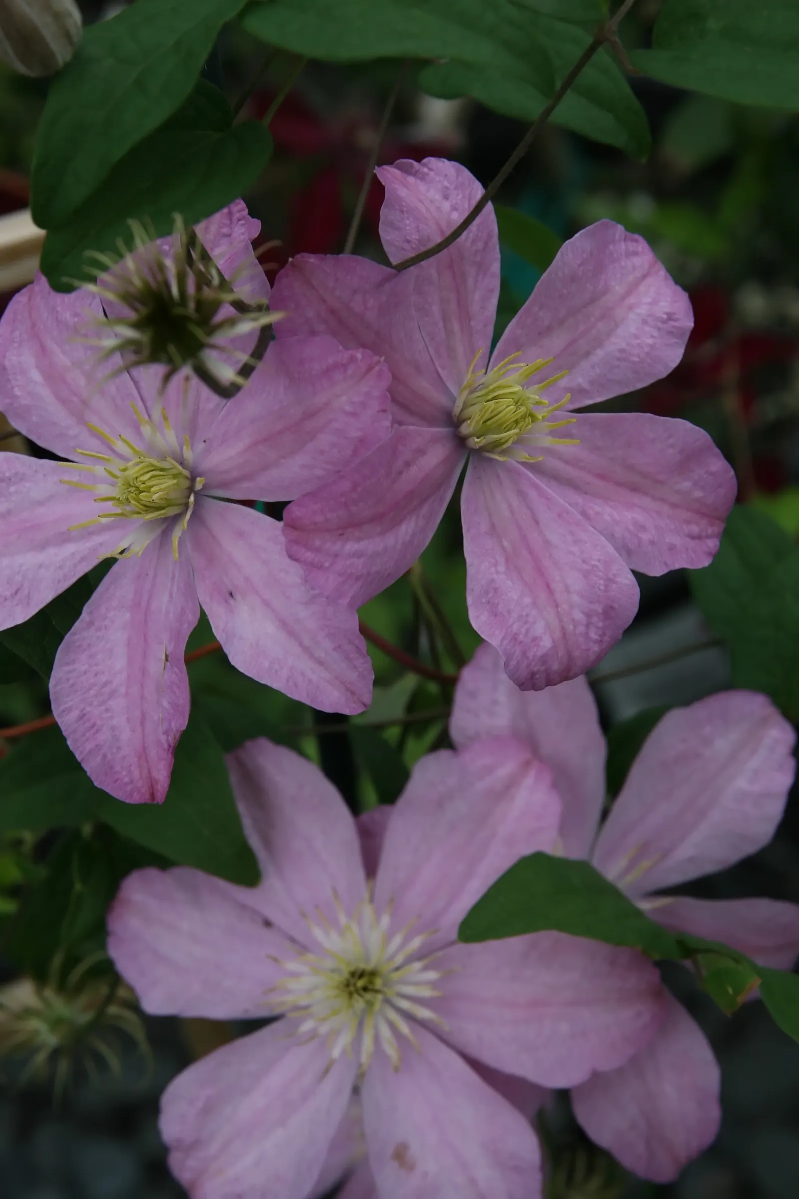 Comtesse De Bouchard Clematis (Clematis 'Comtesse De Bouchard') — The Andromeda Bicolor Clematis 'Comtesse de Bouchard' is a hardy