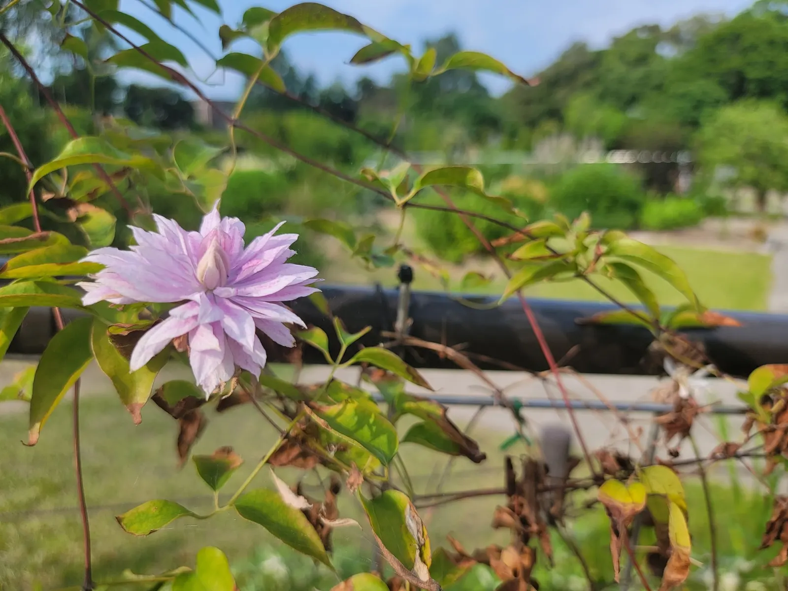 Comtesse De Bouchard Clematis (Clematis 'Comtesse De Bouchard') — The Andromeda Bicolor Clematis 'Comtesse de Bouchard' is a hardy; this vine reaches up to 10