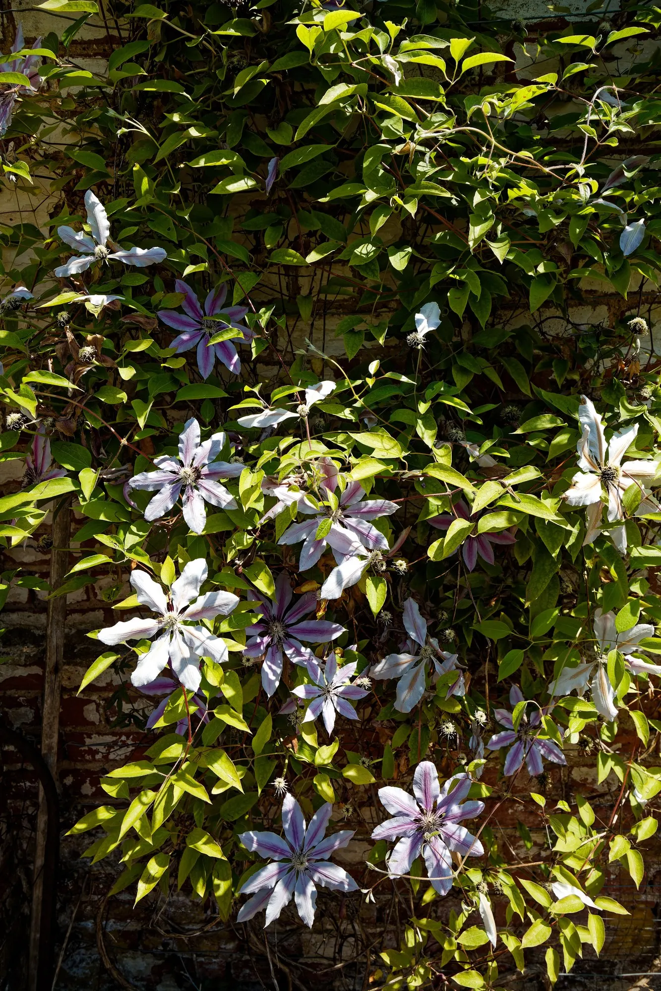 Comtesse De Bouchard Clematis (Clematis 'Comtesse De Bouchard') — This cultivar is celebrated for its prolific blooming capacity and ease of care