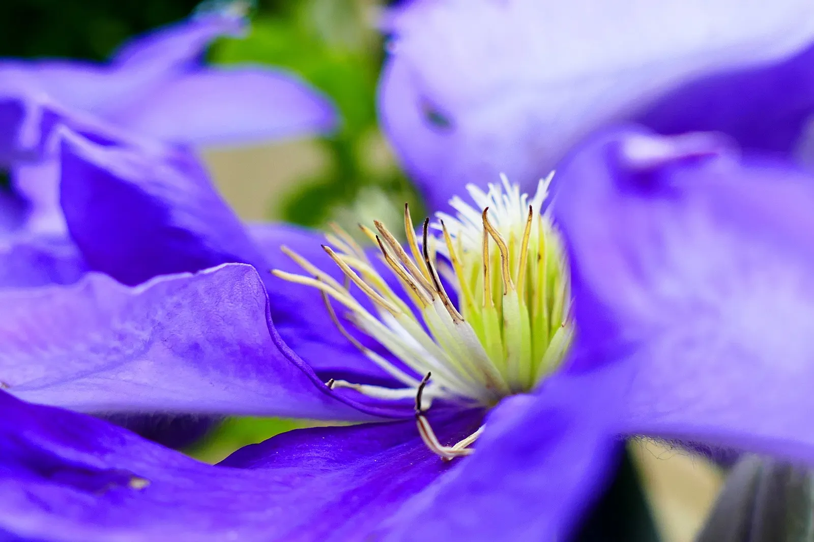 Comtesse De Bouchard Clematis (Clematis 'Comtesse De Bouchard') — The petals are a soft, luminous pink, while the stamens offer a striking contrast with their