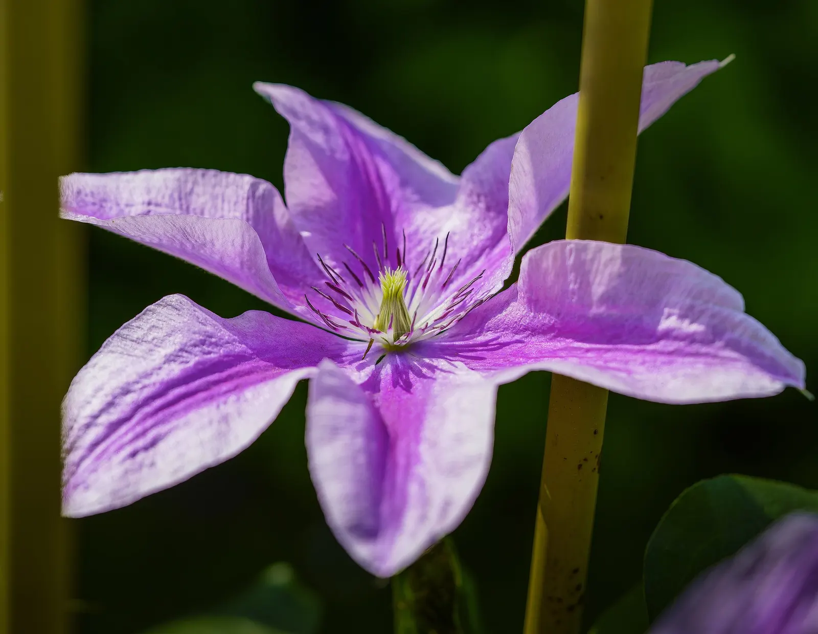 Comtesse De Bouchard Clematis (Clematis 'Comtesse De Bouchard') — is an ornamental vine that promises to add a touch of sophistication to any landscape
