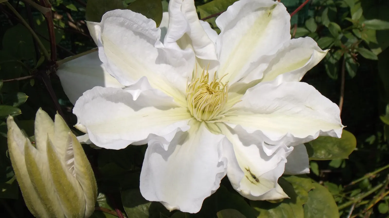 Comtesse De Bouchard Clematis (Clematis 'Comtesse De Bouchard') — commonly known as Andromeda Bicolor Clematis; prune lightly in spring, aiming for full sun to