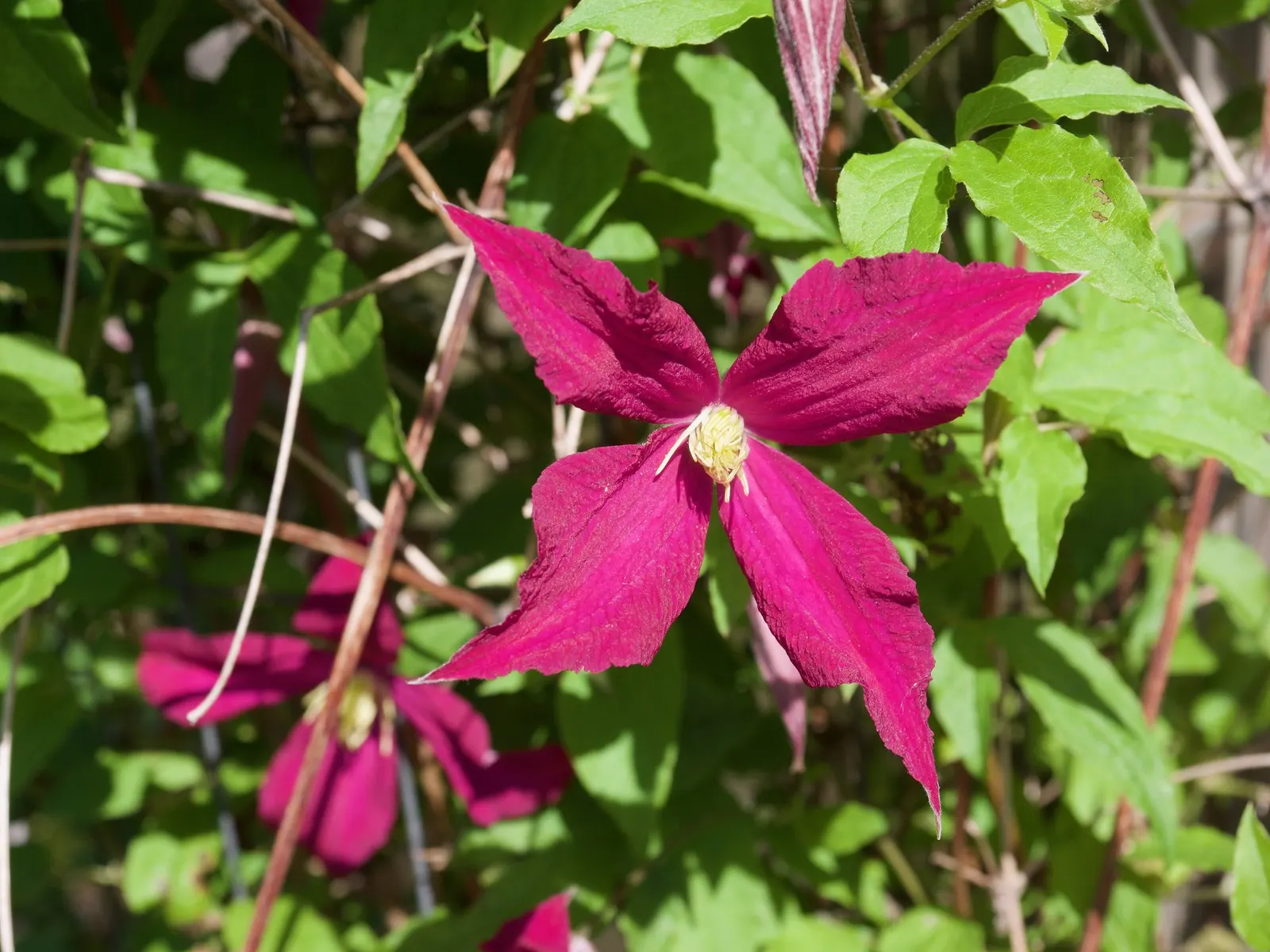 Comtesse De Bouchard Clematis (Clematis 'Comtesse De Bouchard') — It thrives in USDA hardiness zones 4 to 9, preferring full sun to part shade and well-drained