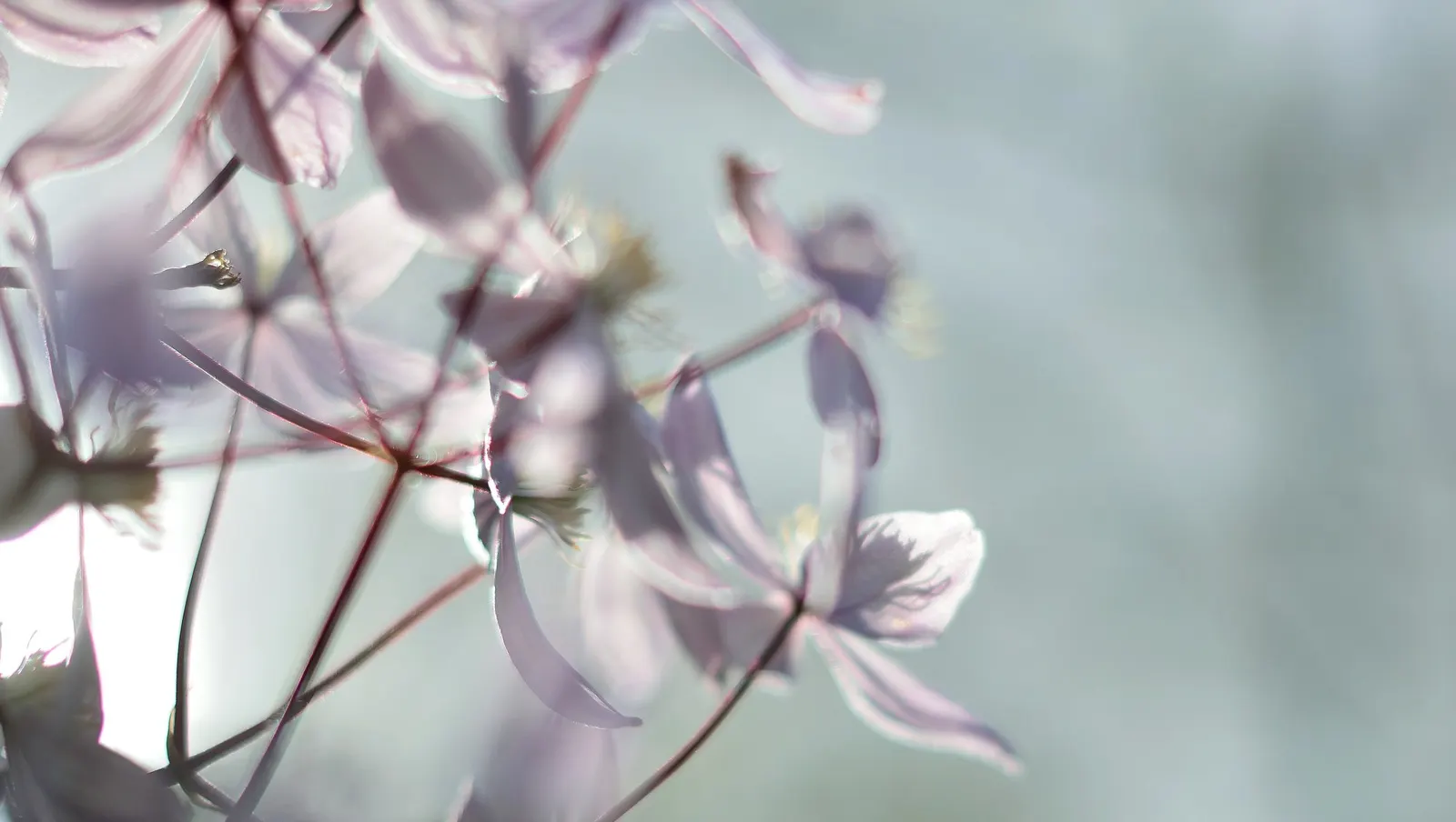 Comtesse De Bouchard Clematis (Clematis 'Comtesse De Bouchard') — this clematis requires a support structure to showcase its climbing habit