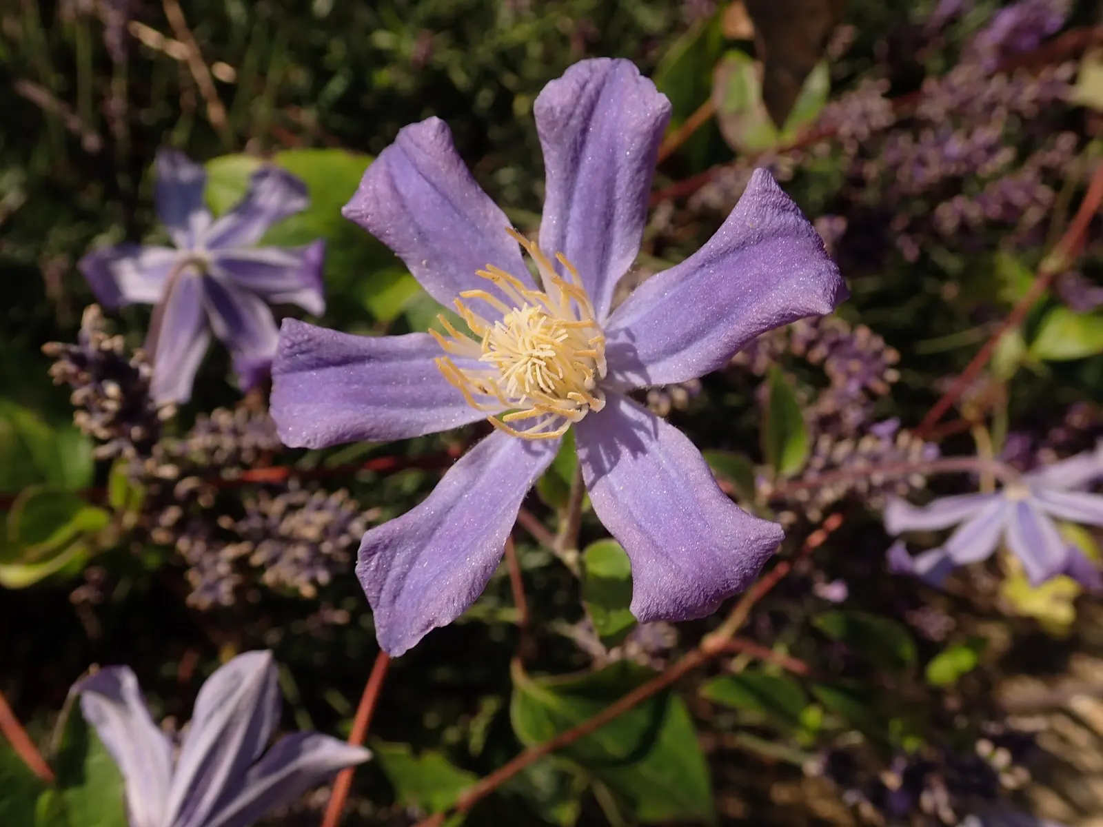 Comtesse De Bouchard Clematis (Clematis 'Comtesse De Bouchard') — Prune lightly in spring, aiming for full sun to partial shade to optimize, image 22