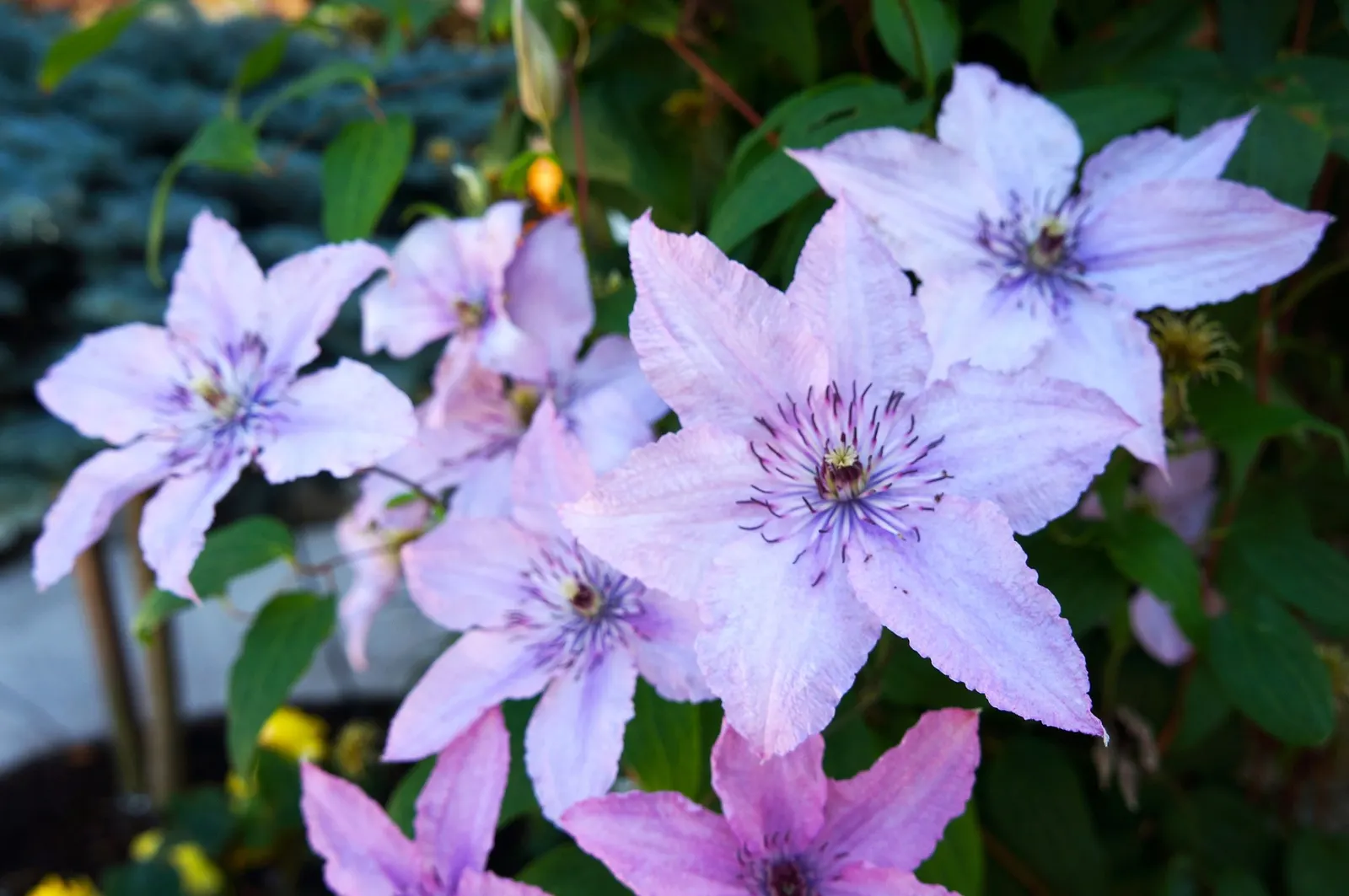 Comtesse De Bouchard Clematis (Clematis 'Comtesse De Bouchard') — Prune lightly in spring, aiming for full sun to partial shade to optimize flowering