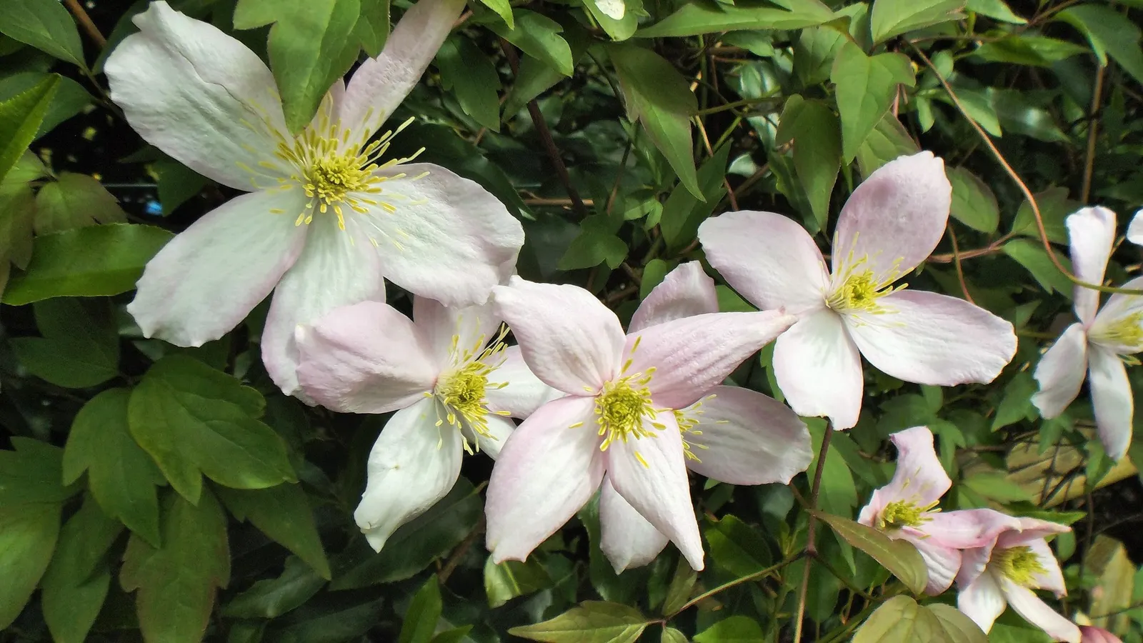 Comtesse De Bouchard Clematis (Clematis 'Comtesse De Bouchard') — is an ornamental vine that promises to add a touch of sophistication to any landscape; it