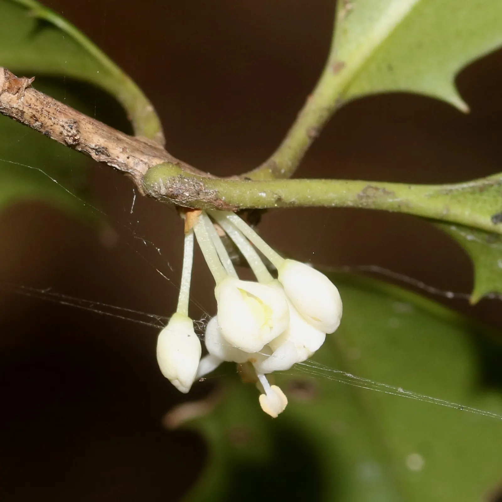 False Holly (Osmanthus Heterophyllus) — The blooms may be inconspicuous but their sweet scent adds a layer of sensory enjoyment to the garden