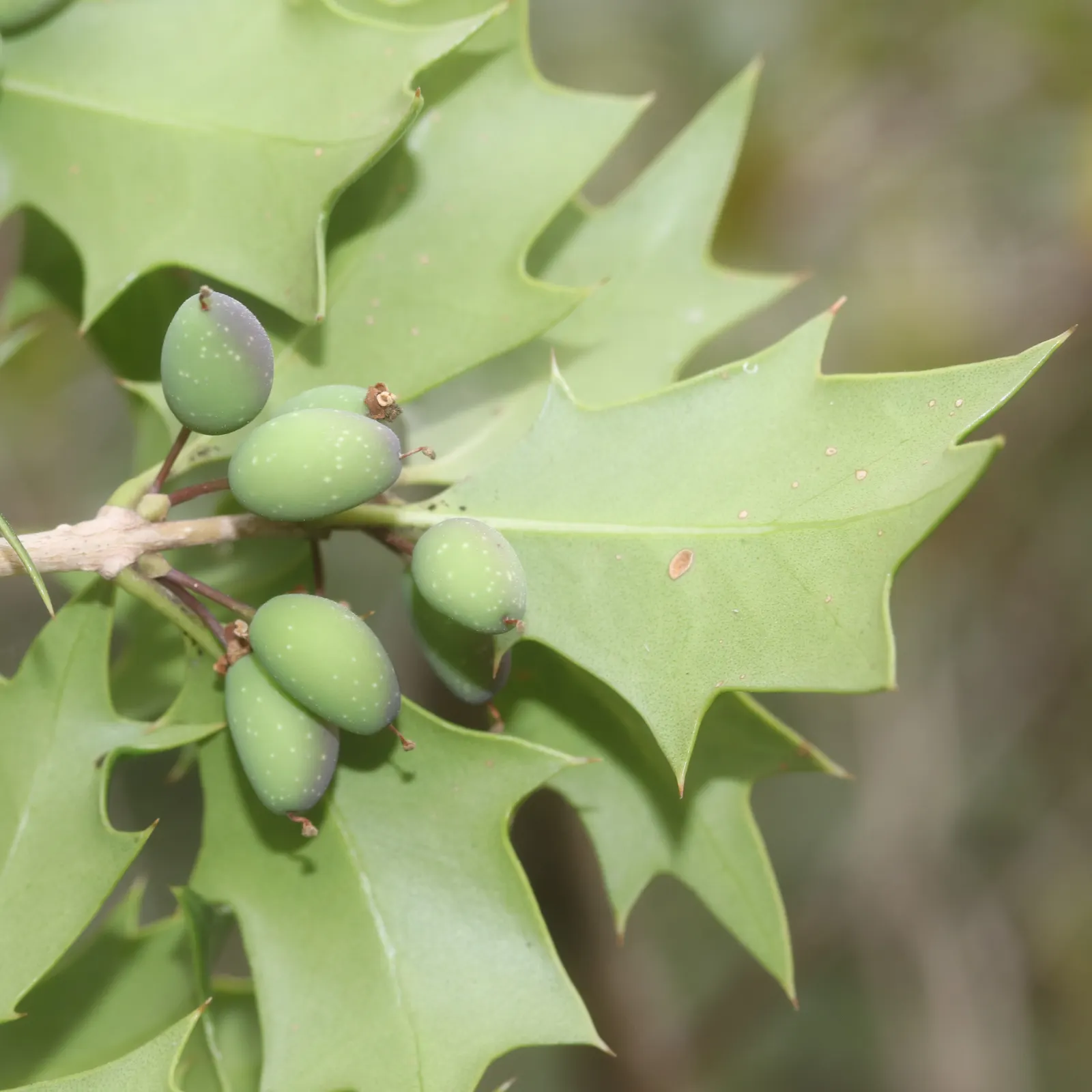False Holly (Osmanthus Heterophyllus) — The shrub requires minimal watering once established