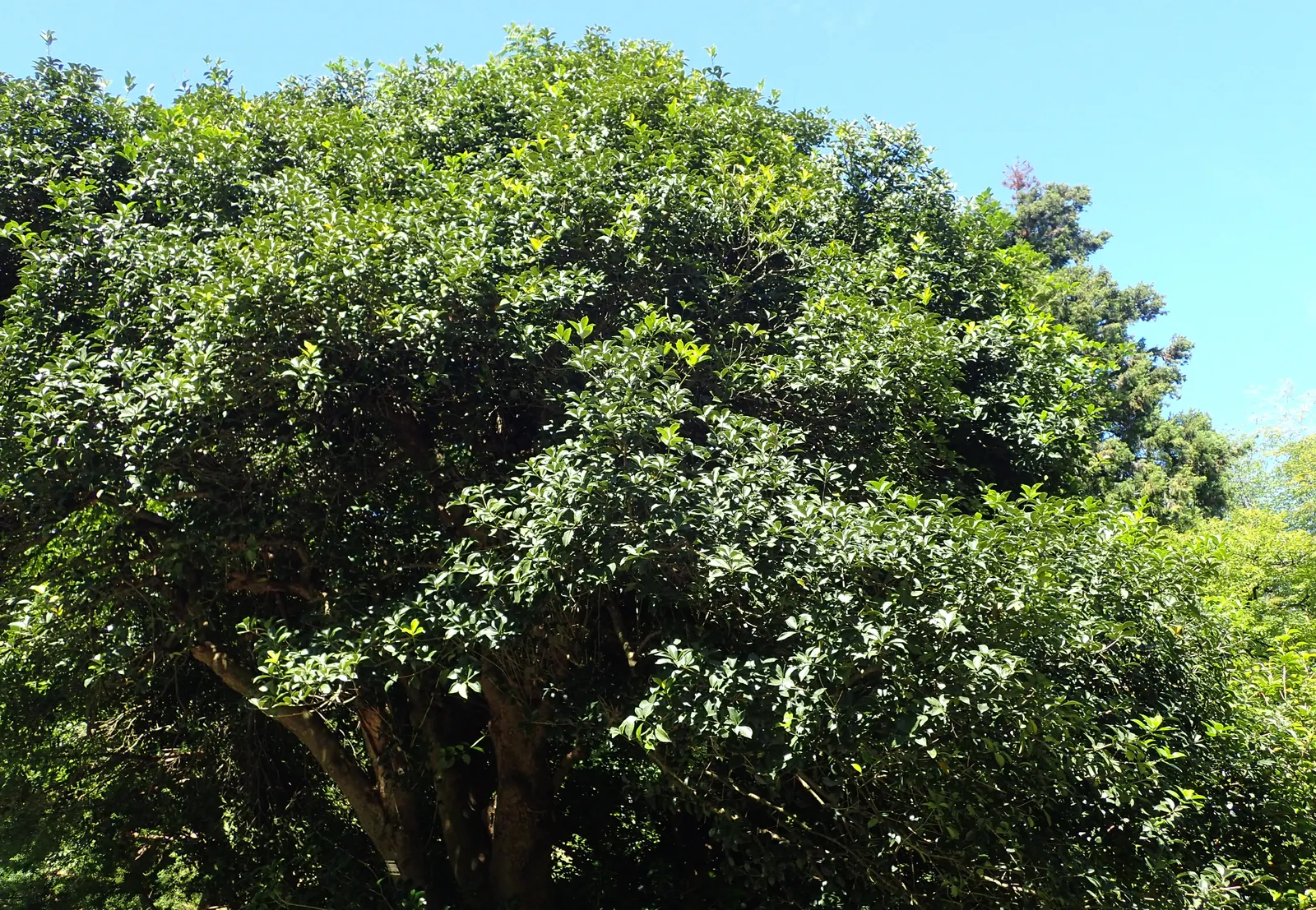 False Holly (Osmanthus Heterophyllus) — offering adaptability for different garden exposures