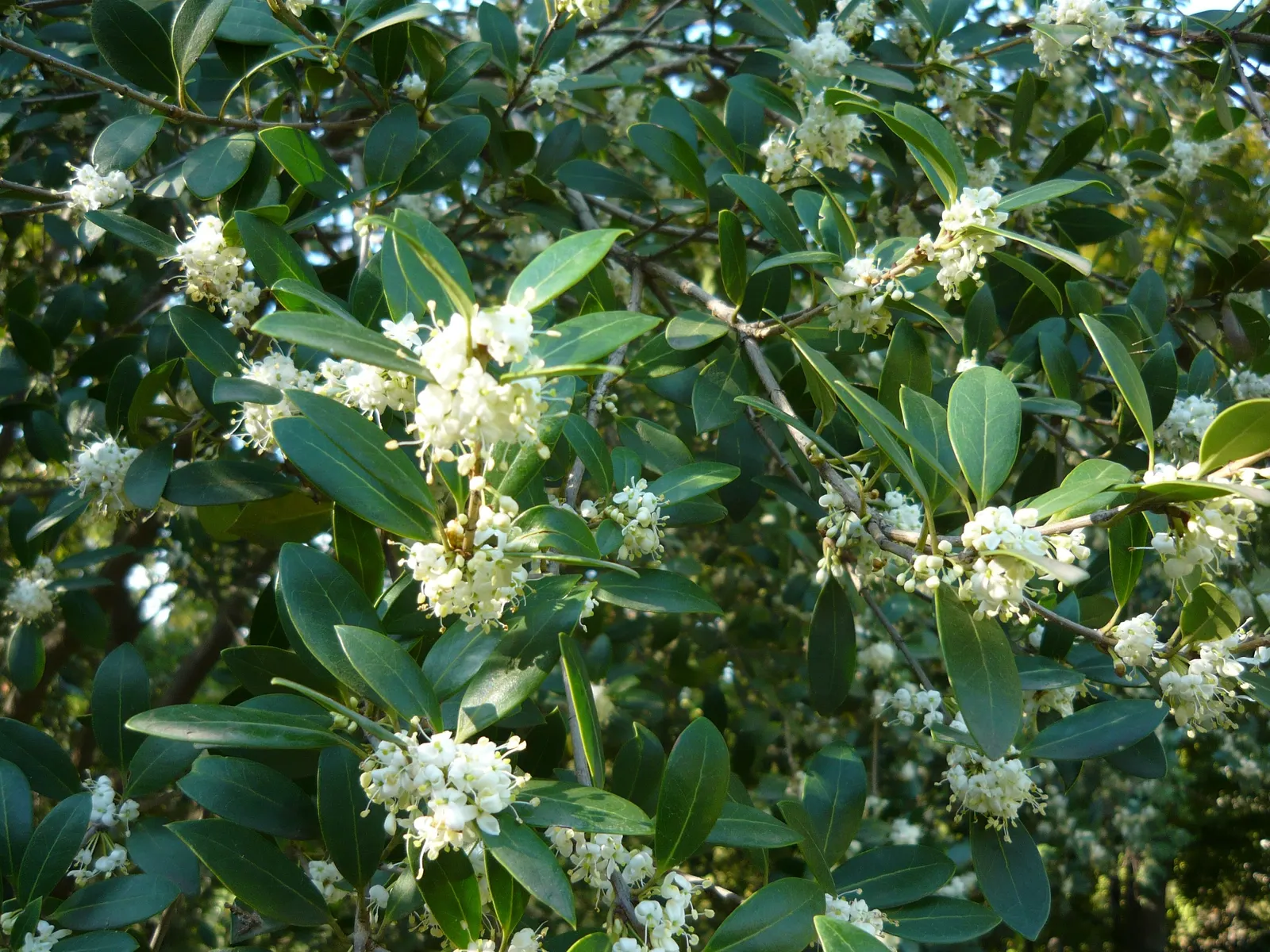 False Holly (Osmanthus Heterophyllus) — providing ecological benefits and winter interest.<br><br>Given its dense foliage and growth habit