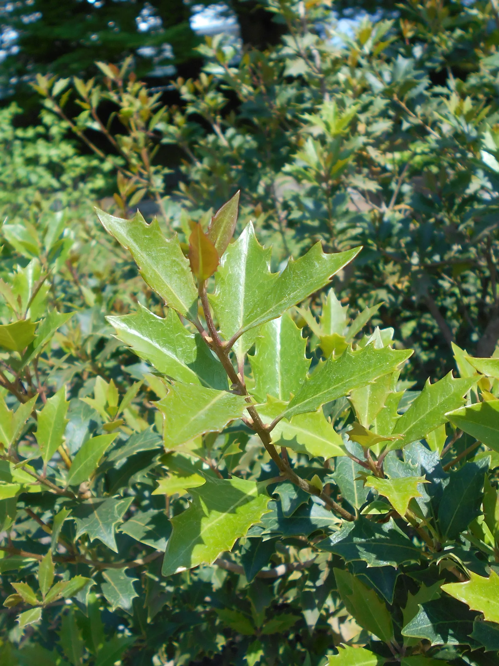 False Holly (Osmanthus Heterophyllus) — shrub with white blooms