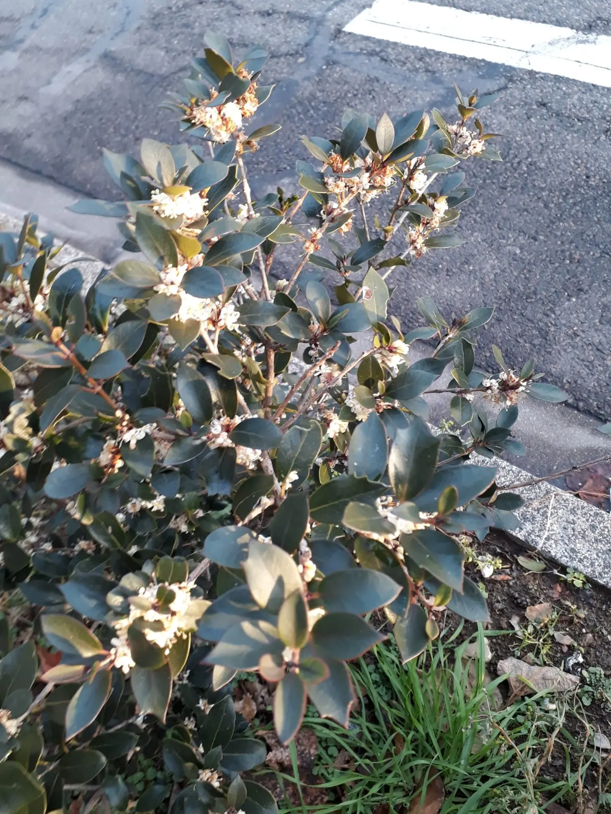 False Holly (Osmanthus Heterophyllus) — Its mature size typically ranges from 8 to 10 feet in height and spreads approximately 6 to 8 feet wide