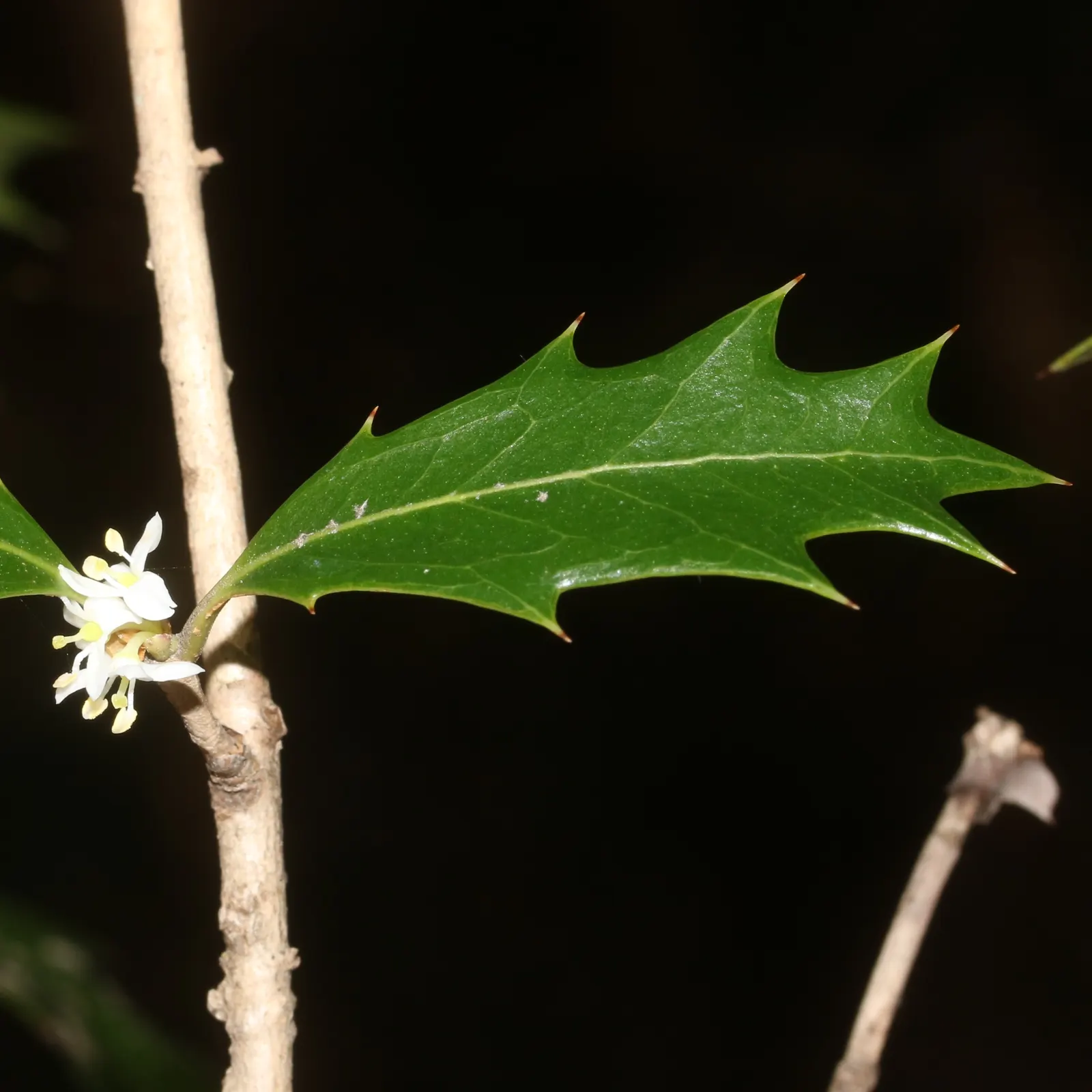 False Holly (Osmanthus Heterophyllus) — white flowers which can be a delight to the senses