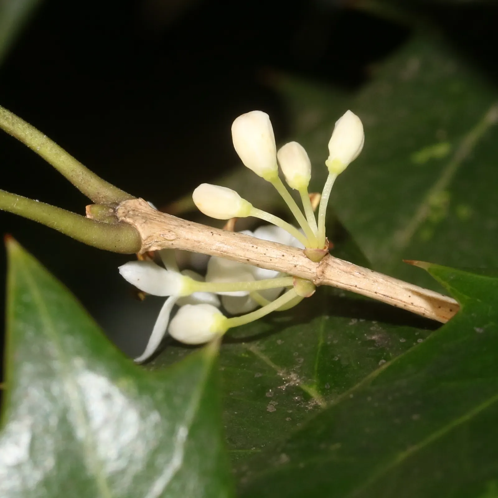 False Holly (Osmanthus Heterophyllus) — blue-black berries that can attract birds