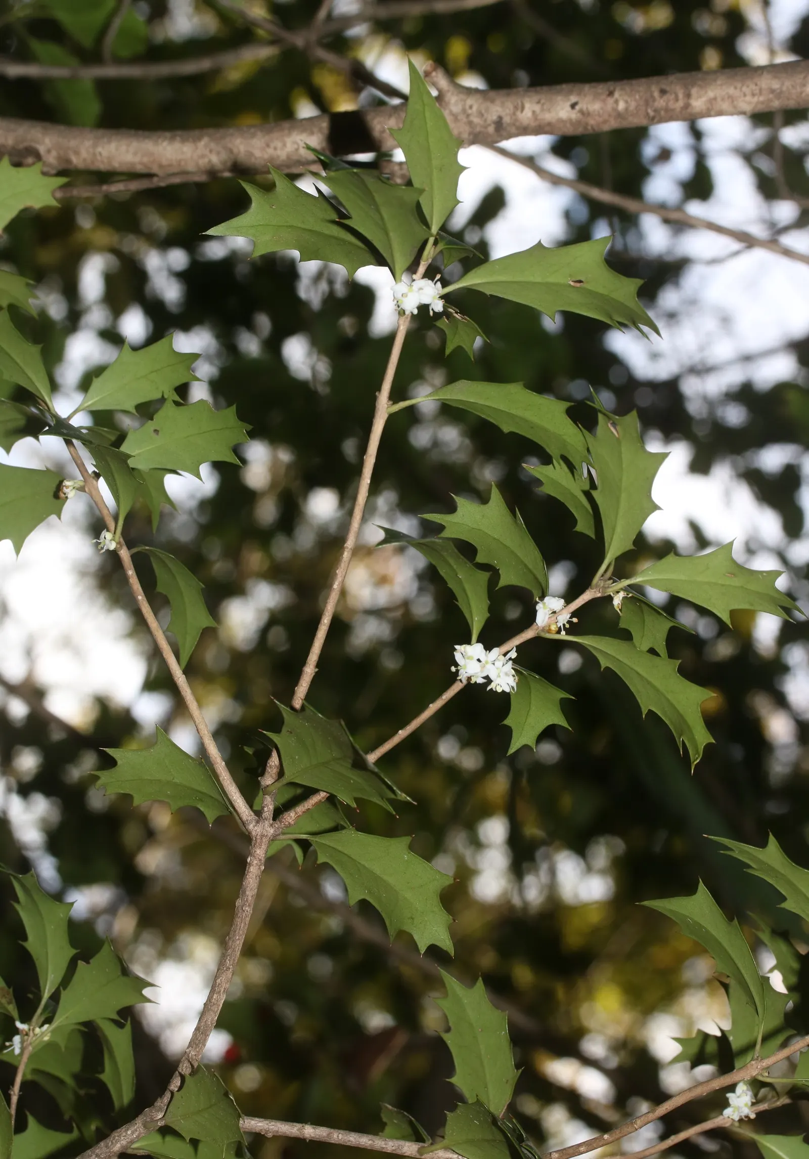False Holly (Osmanthus Heterophyllus) — Clients should be aware that the pointed leaves can be sharp