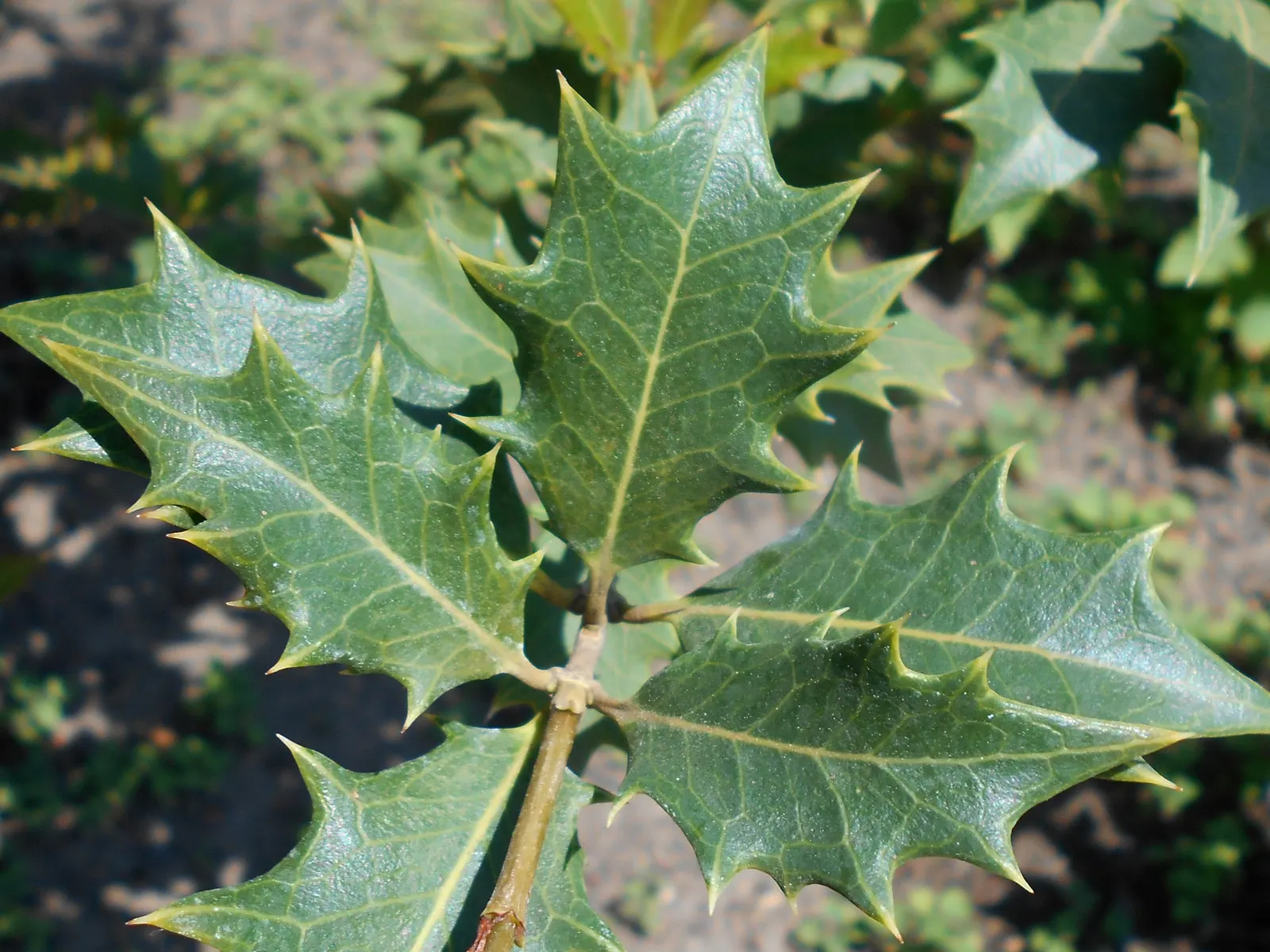 False Holly (Osmanthus Heterophyllus) — adding structured greenery throughout the year