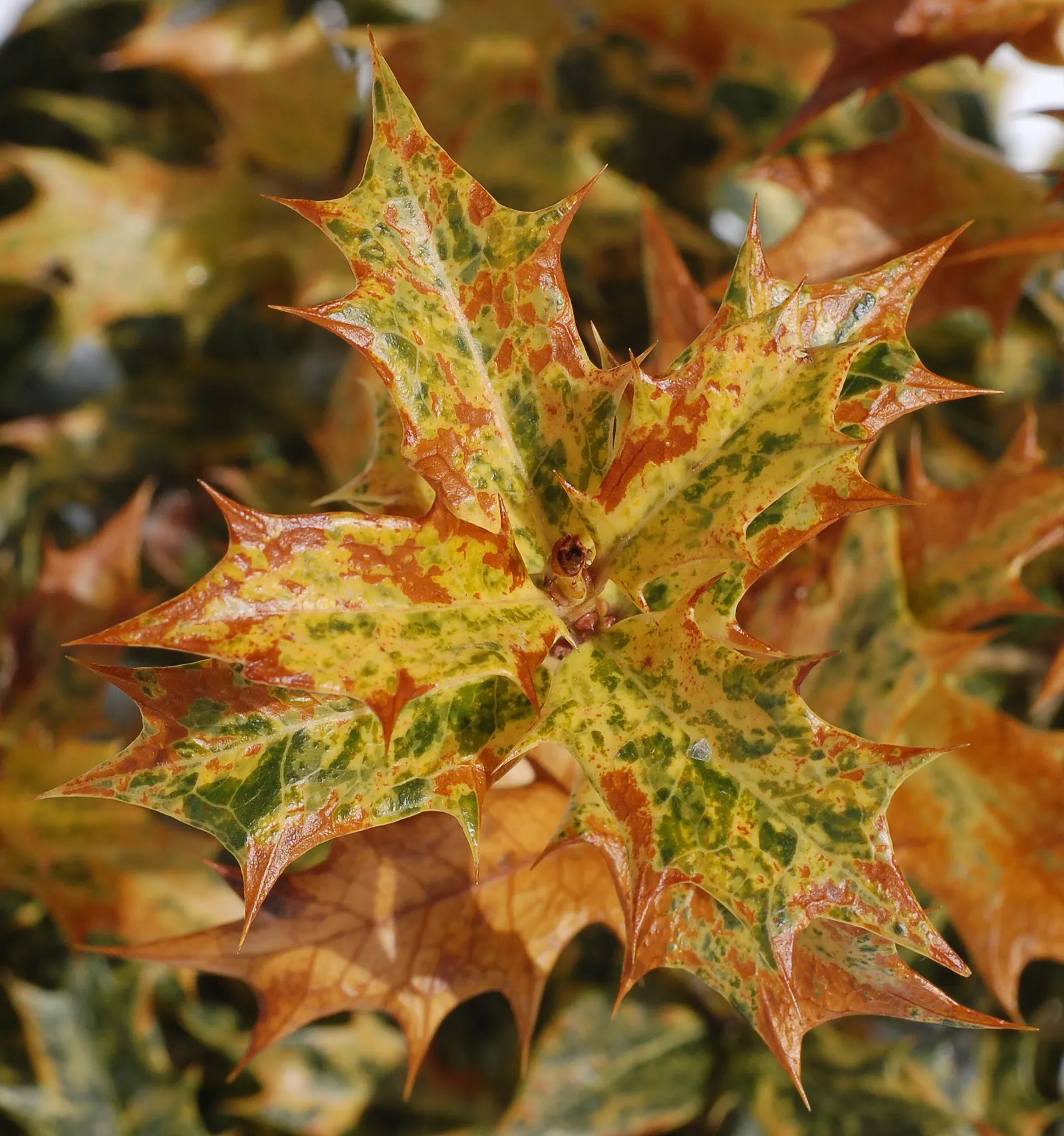False Holly (Osmanthus Heterophyllus) — so consider placement in the garden where this won't be an issue for passersby