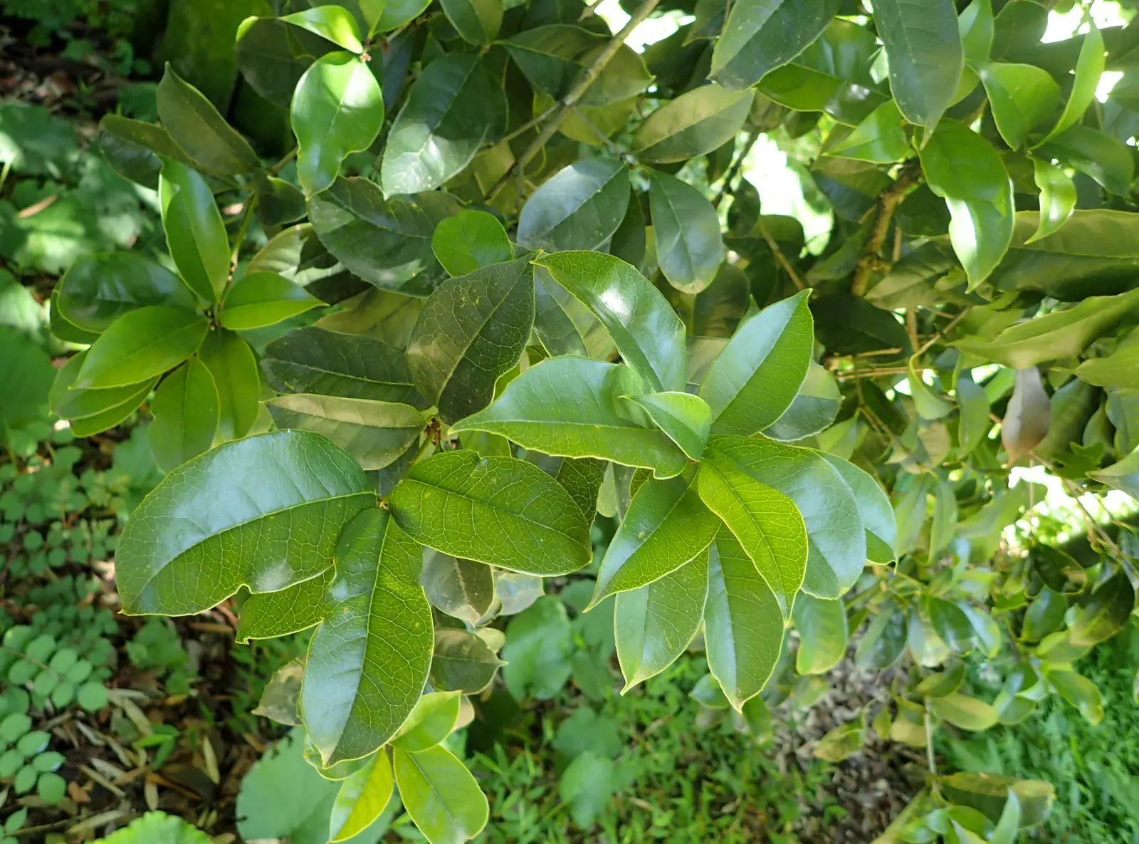 False Holly (Osmanthus Heterophyllus) — which feature a leathery texture and can either be spiny or smooth-edged