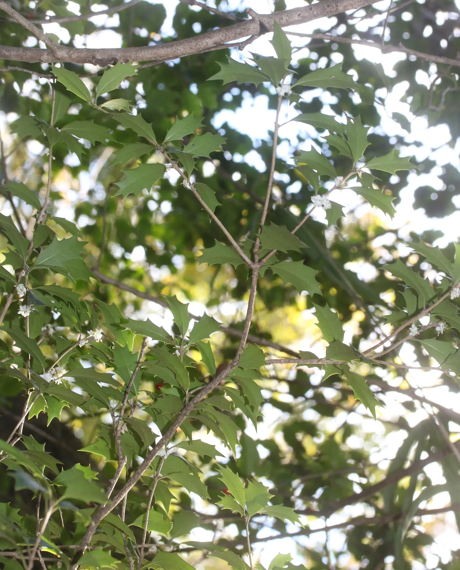 False Holly (Osmanthus Heterophyllus) — Osmanthus heterophyllus is an excellent choice for hedges