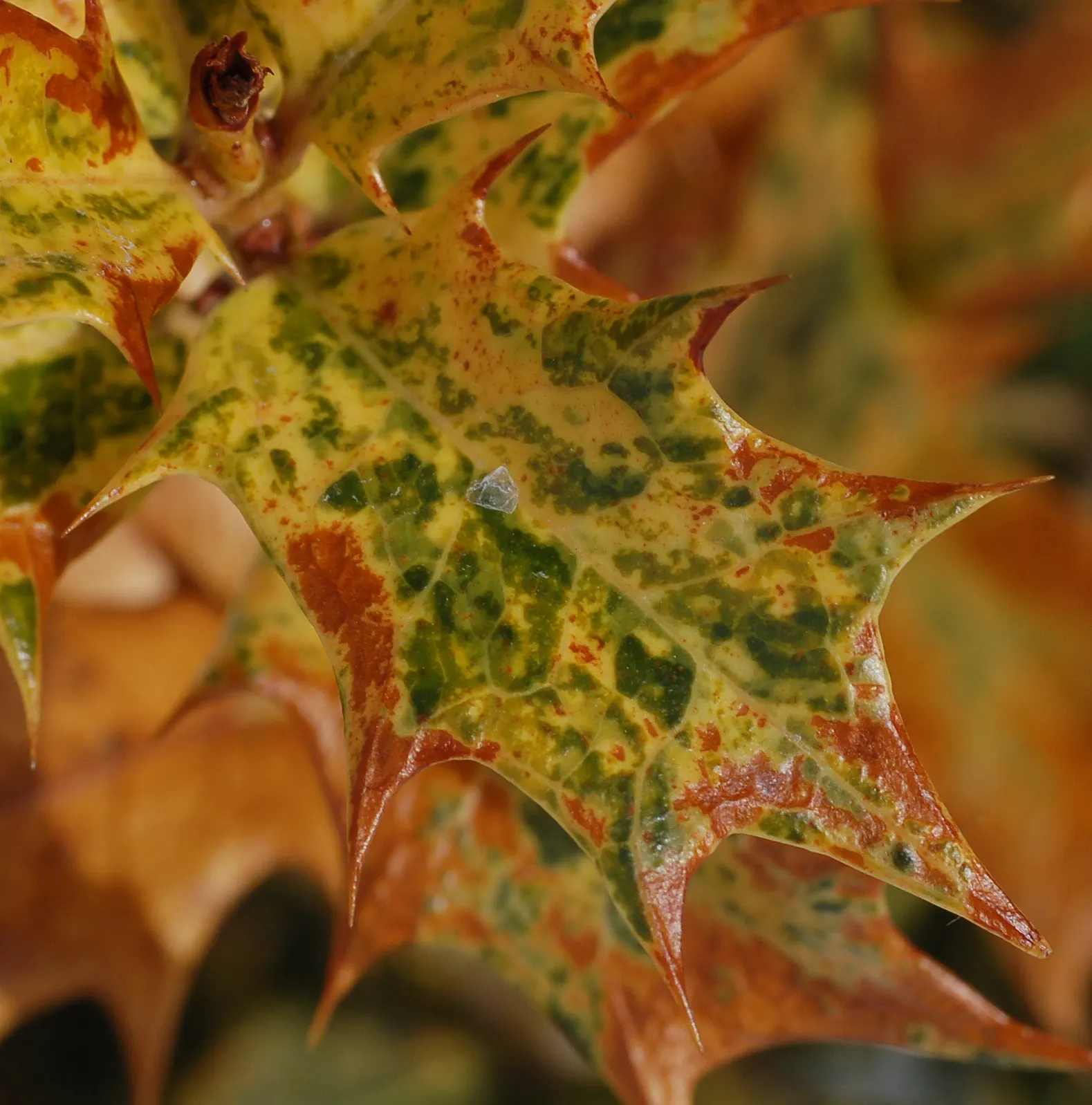 False Holly (Osmanthus Heterophyllus) — making it a versatile choice for landscape designs