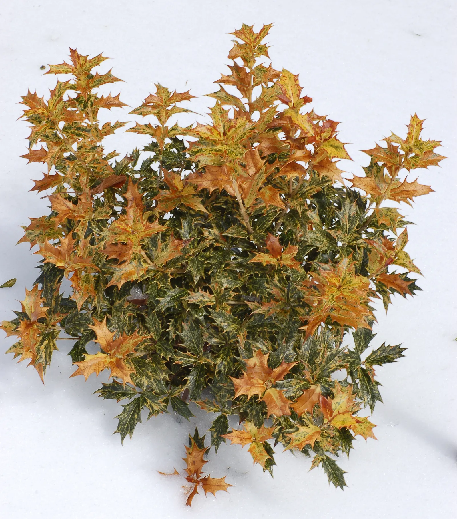False Holly (Osmanthus Heterophyllus) — white flowers in the garden