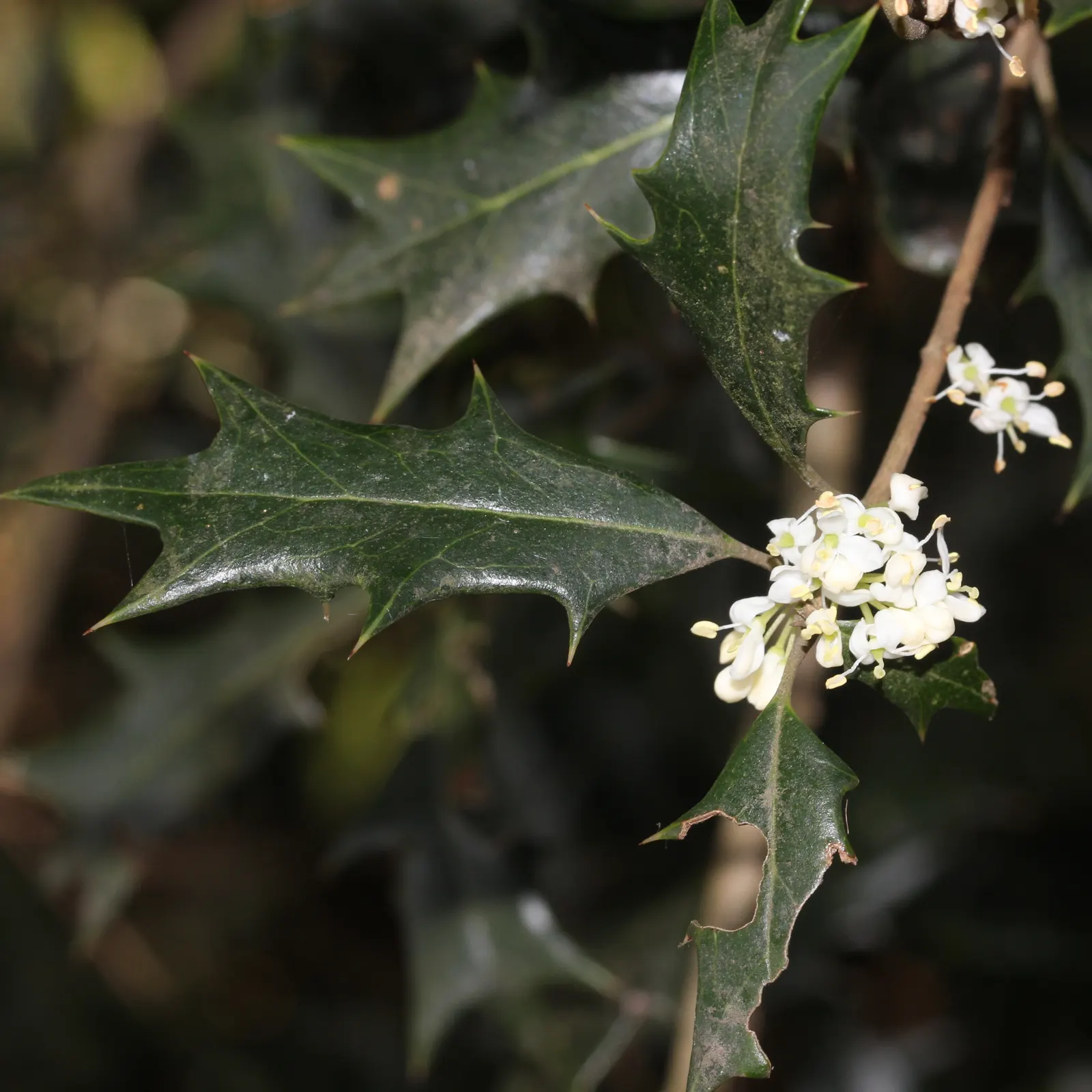 False Holly (Osmanthus Heterophyllus) — It performs best when planted in partial shade to full sun