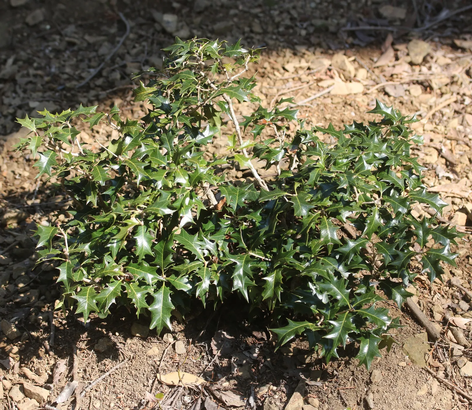False Holly (Osmanthus Heterophyllus) — making it drought-tolerant and low-maintenance.<br><br>In the fall