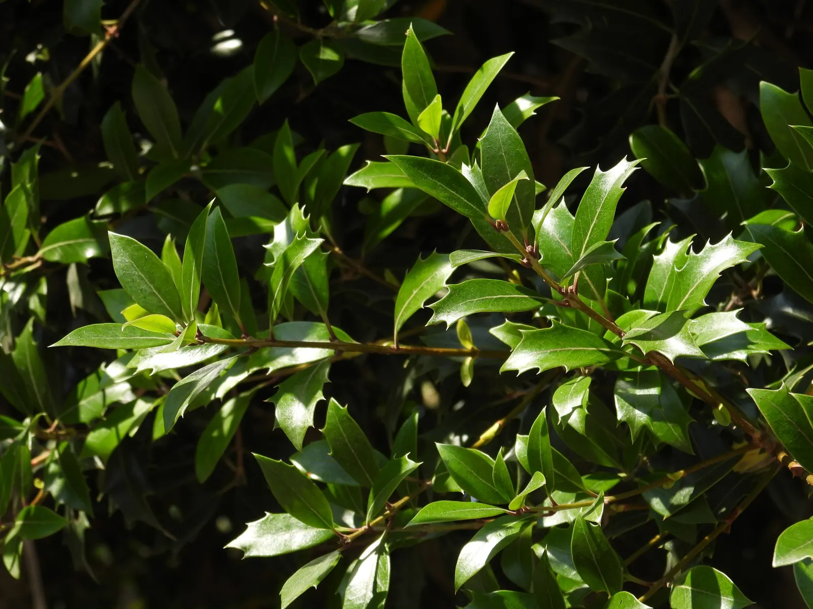 False Holly (Osmanthus Heterophyllus) — False Holly (Osmanthus heterophyllus) is an evergreen shrub noted for its spiny, holly-like leaves