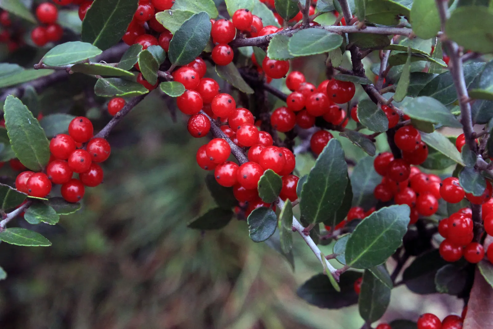 False Holly (Osmanthus Heterophyllus) — This low-maintenance plant prefers partial to full sun and well-drained soil