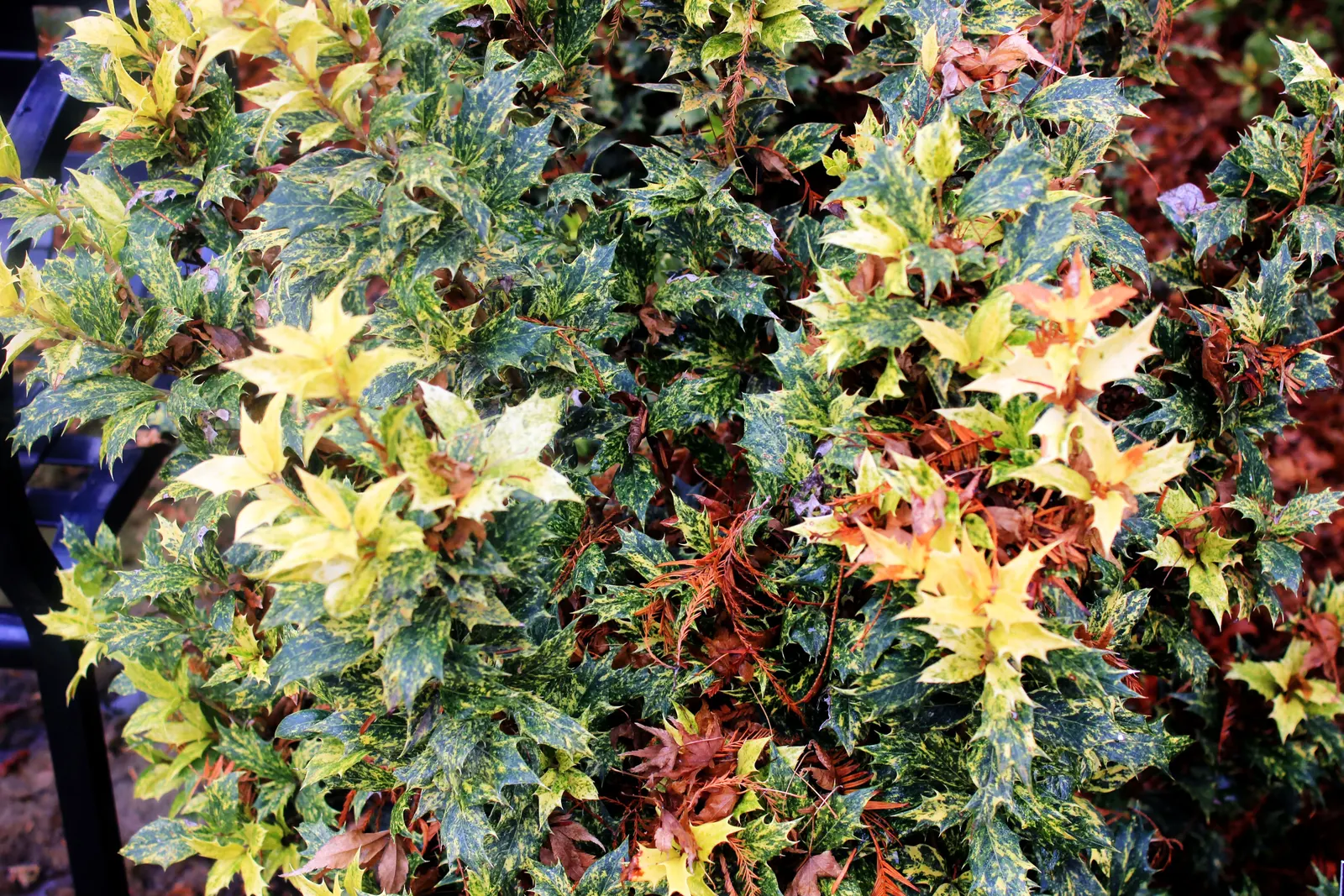 False Holly (Osmanthus Heterophyllus) — Thriving in USDA zones 7-9, it reaches 6-10 feet in height with a 4-6 feet spread