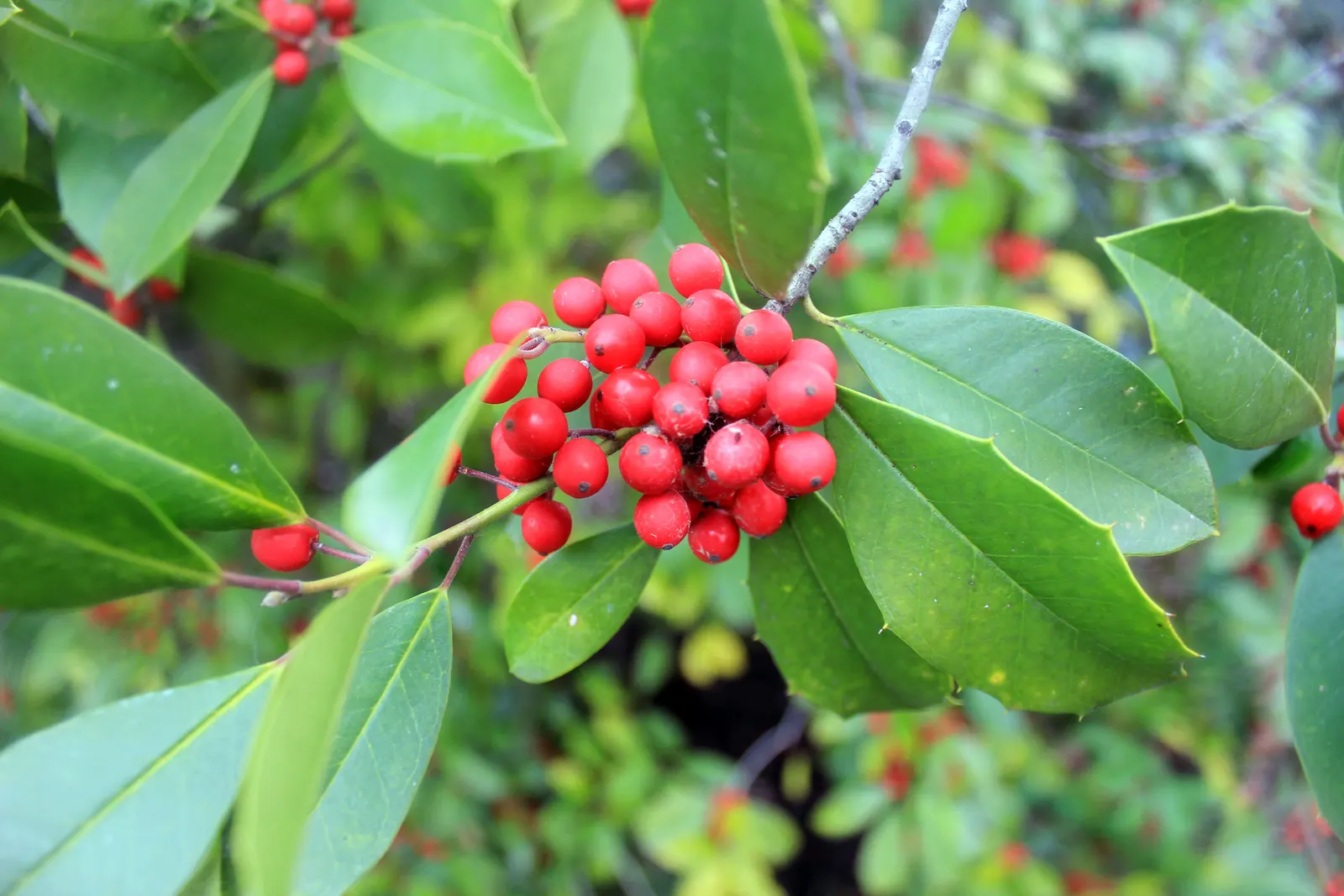 False Holly (Osmanthus Heterophyllus) — Fragrant white flowers bloom in fall, adding sensory appeal