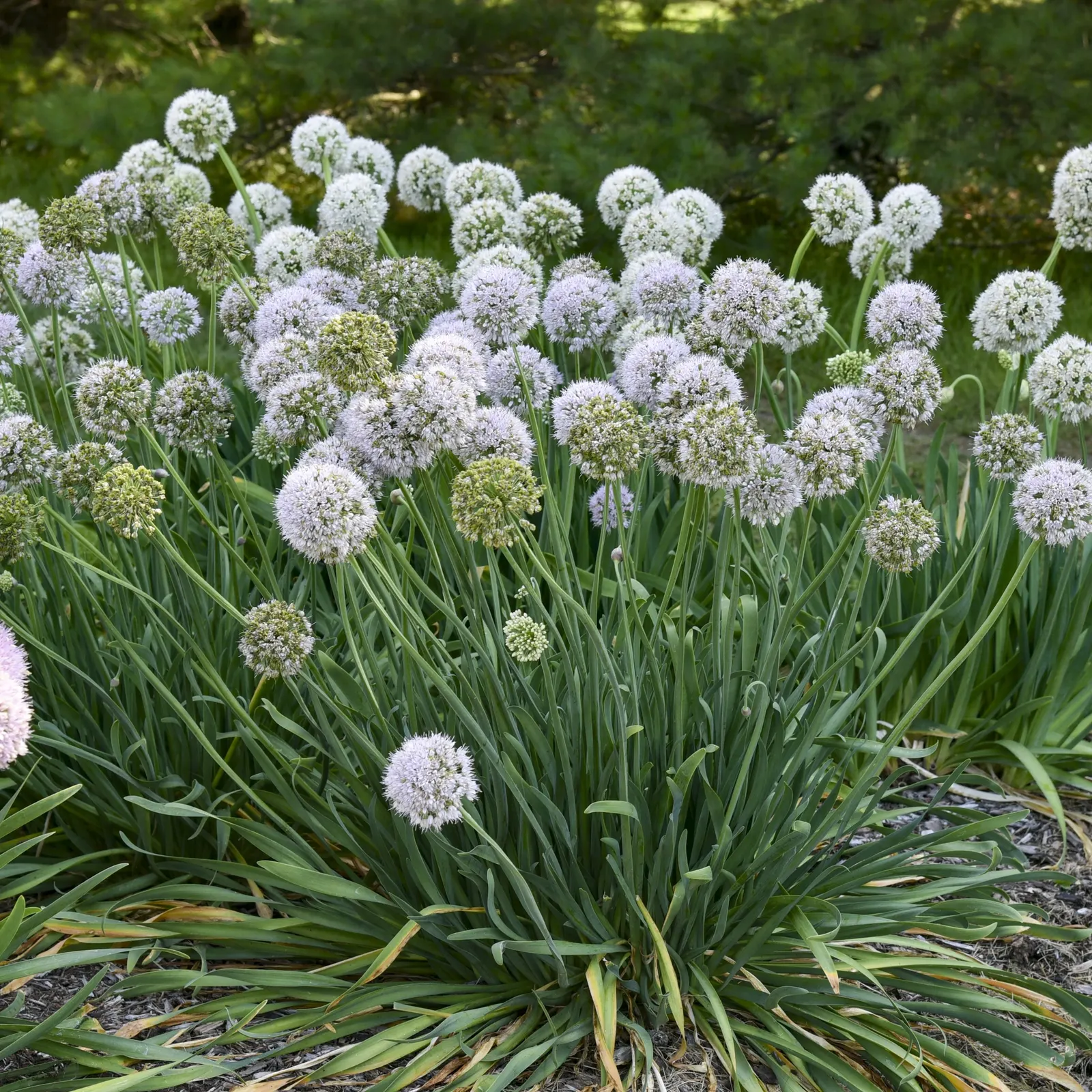'Bobblehead' Ornamental Onion (Allium hybrid) — The Allium hybrid 'Bobblehead' is an upright perennial with pale lilac