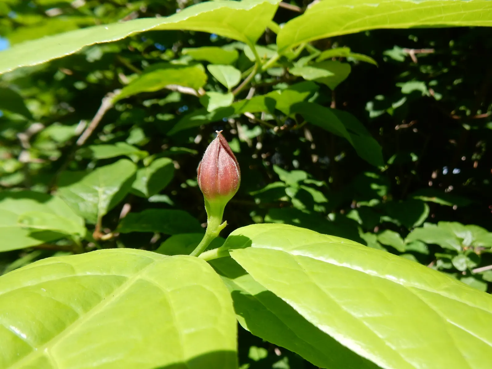 Hartlage Wine Carolina Allspice (Calycanthus 'Hartlage Wine') — Hardy in USDA zones 5 through 9