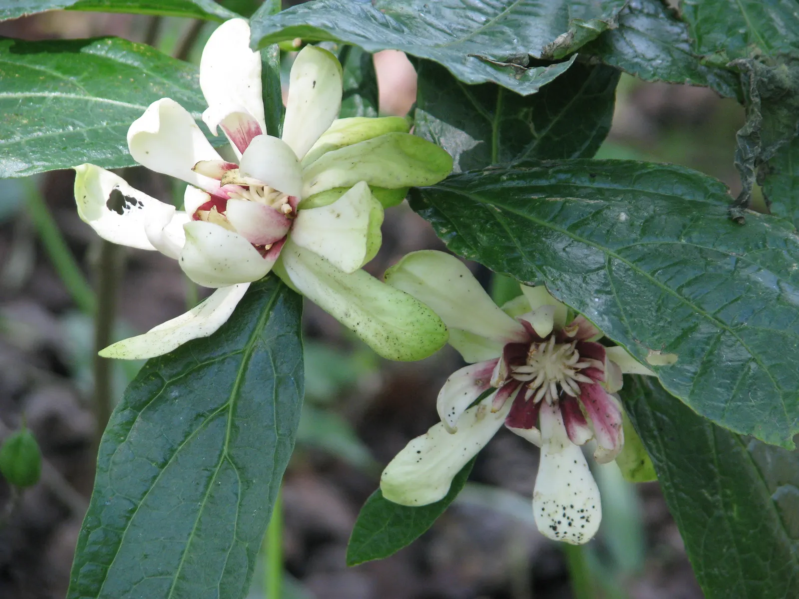Hartlage Wine Carolina Allspice (Calycanthus 'Hartlage Wine') — offering an extended period of visual interest