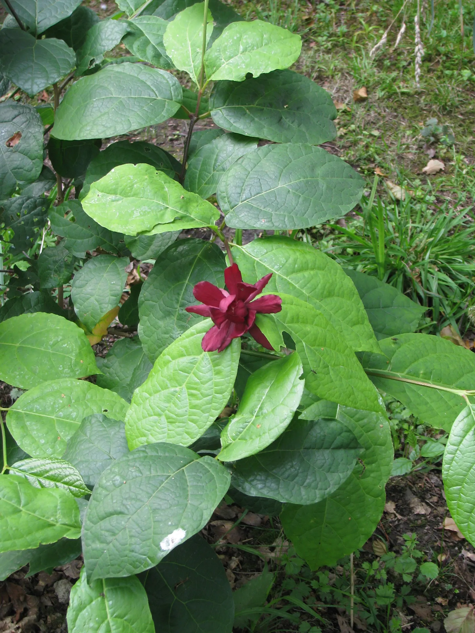 Hartlage Wine Carolina Allspice (Calycanthus 'Hartlage Wine') — It flourishes in full sun to partial shade, maturing to a height and spread of approximately