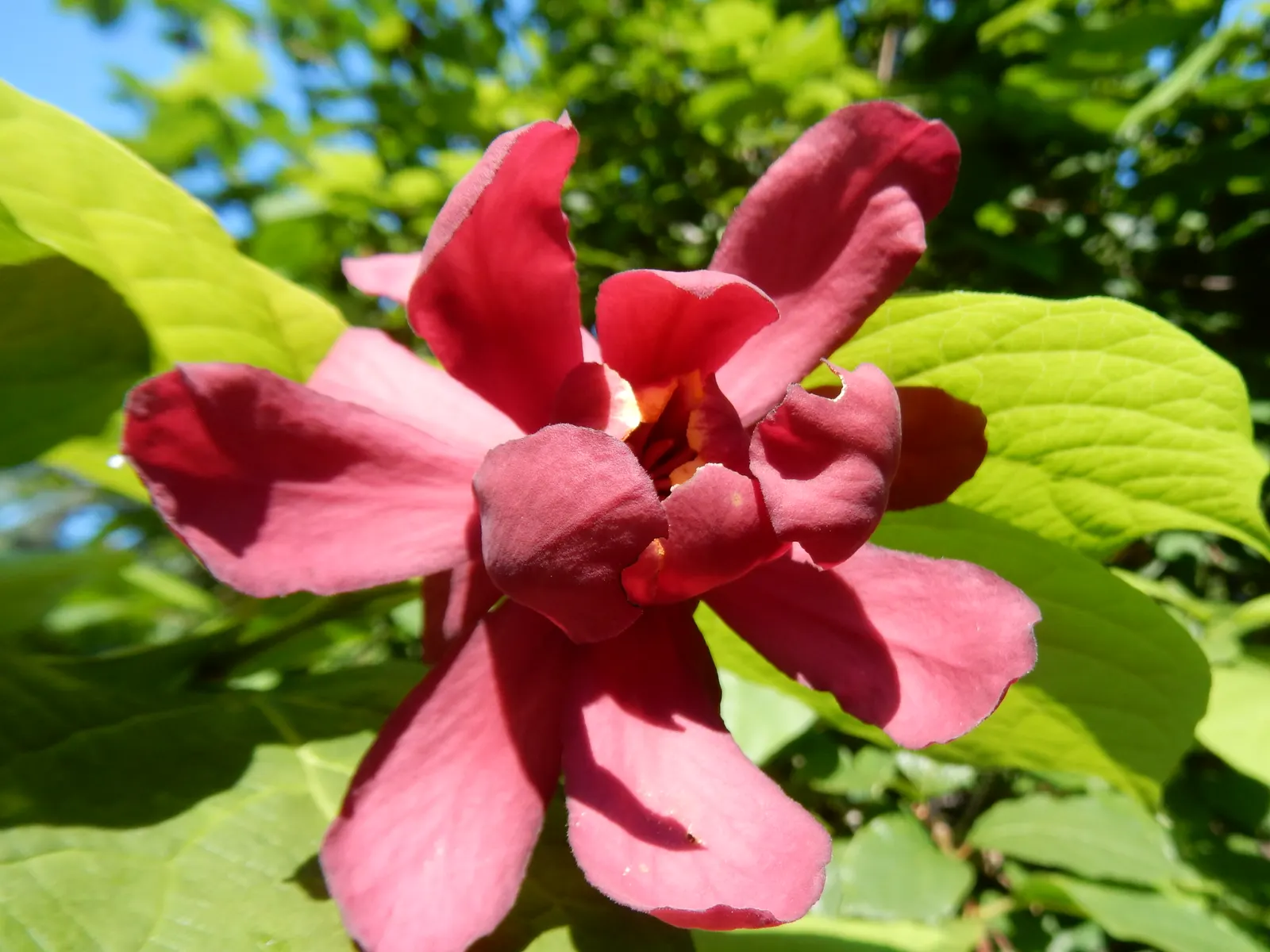 Hartlage Wine Carolina Allspice (Calycanthus 'Hartlage Wine') — emerge with a lush green hue and may turn yellow in the fall