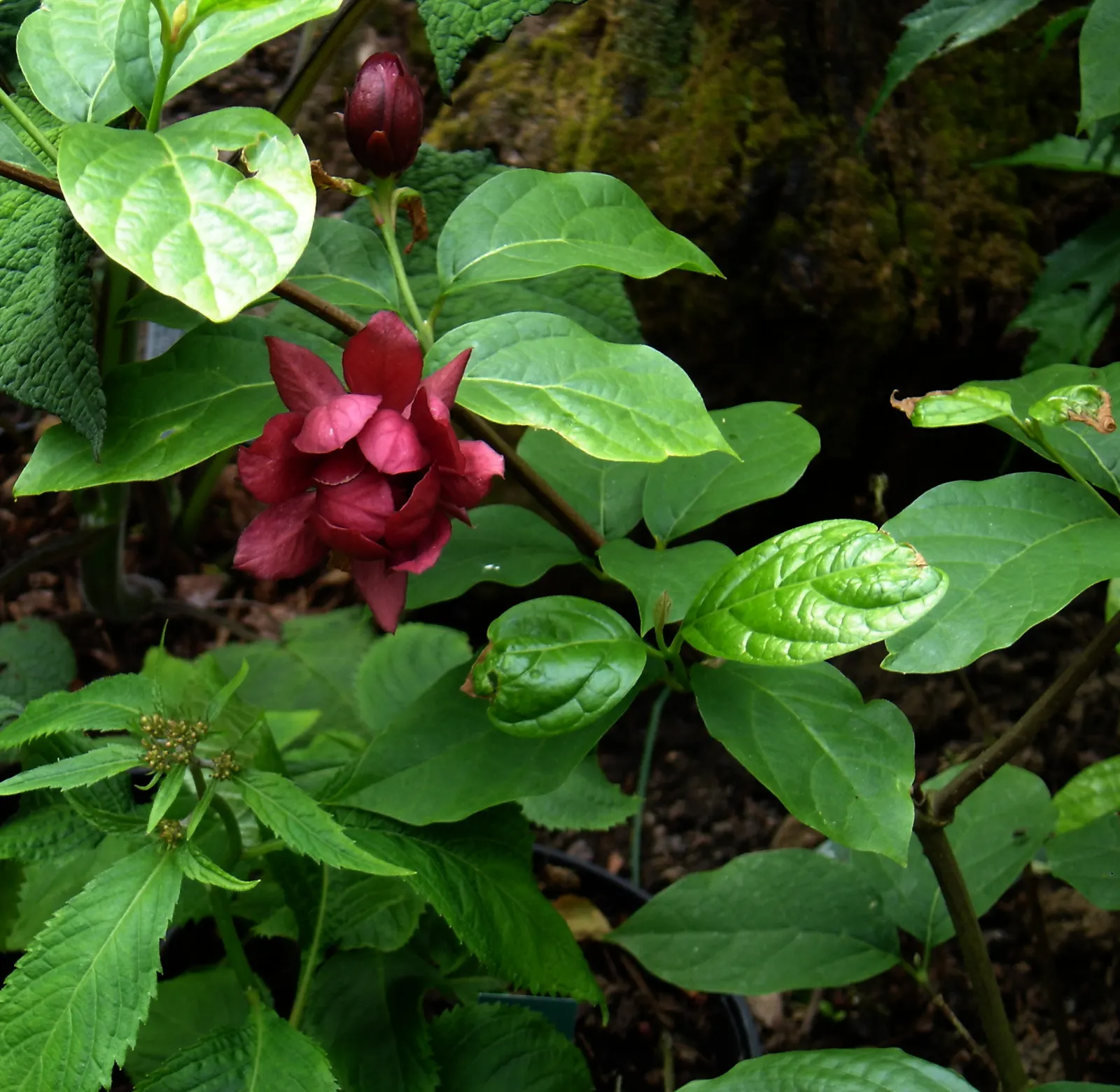 Hartlage Wine Carolina Allspice (Calycanthus 'Hartlage Wine') — is a noteworthy shrub praised for its wine-red